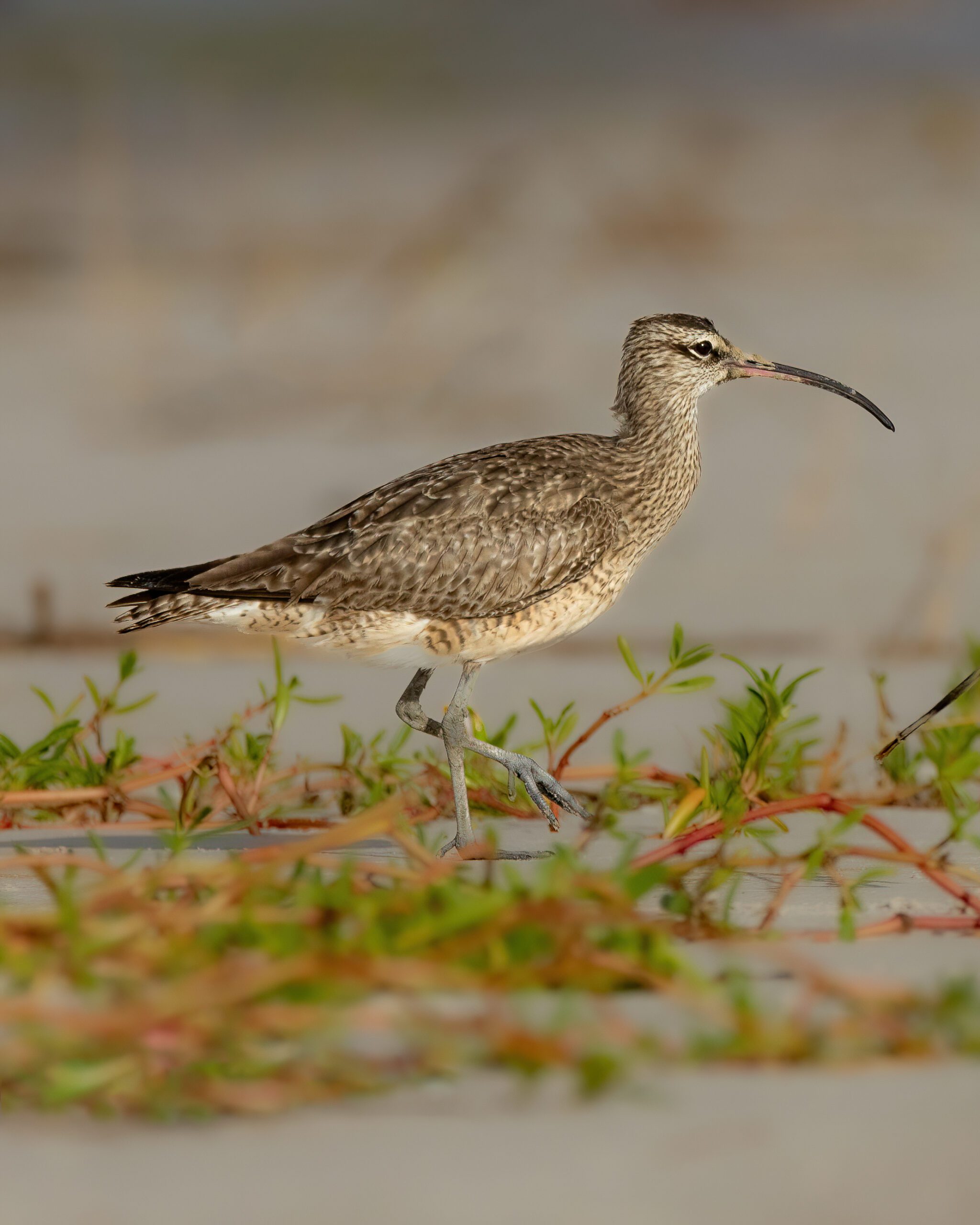 Maçarico-de-bico-torto | Hudsonian Whimbrel