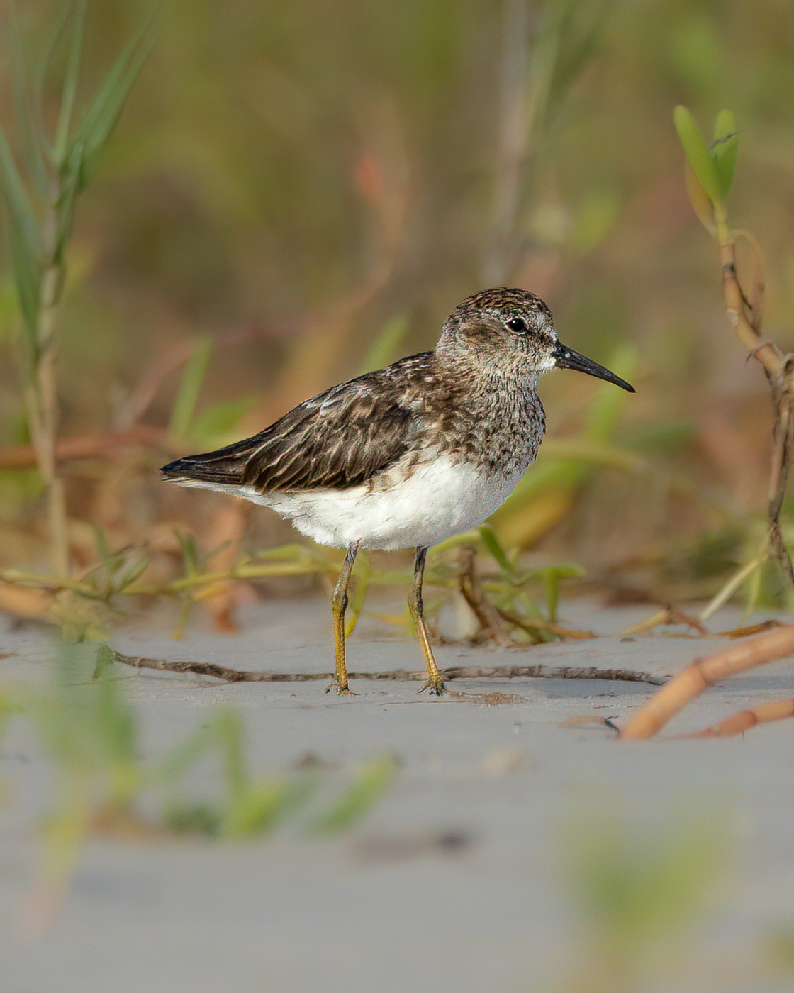 Maçariquinho | Least Sandpiper