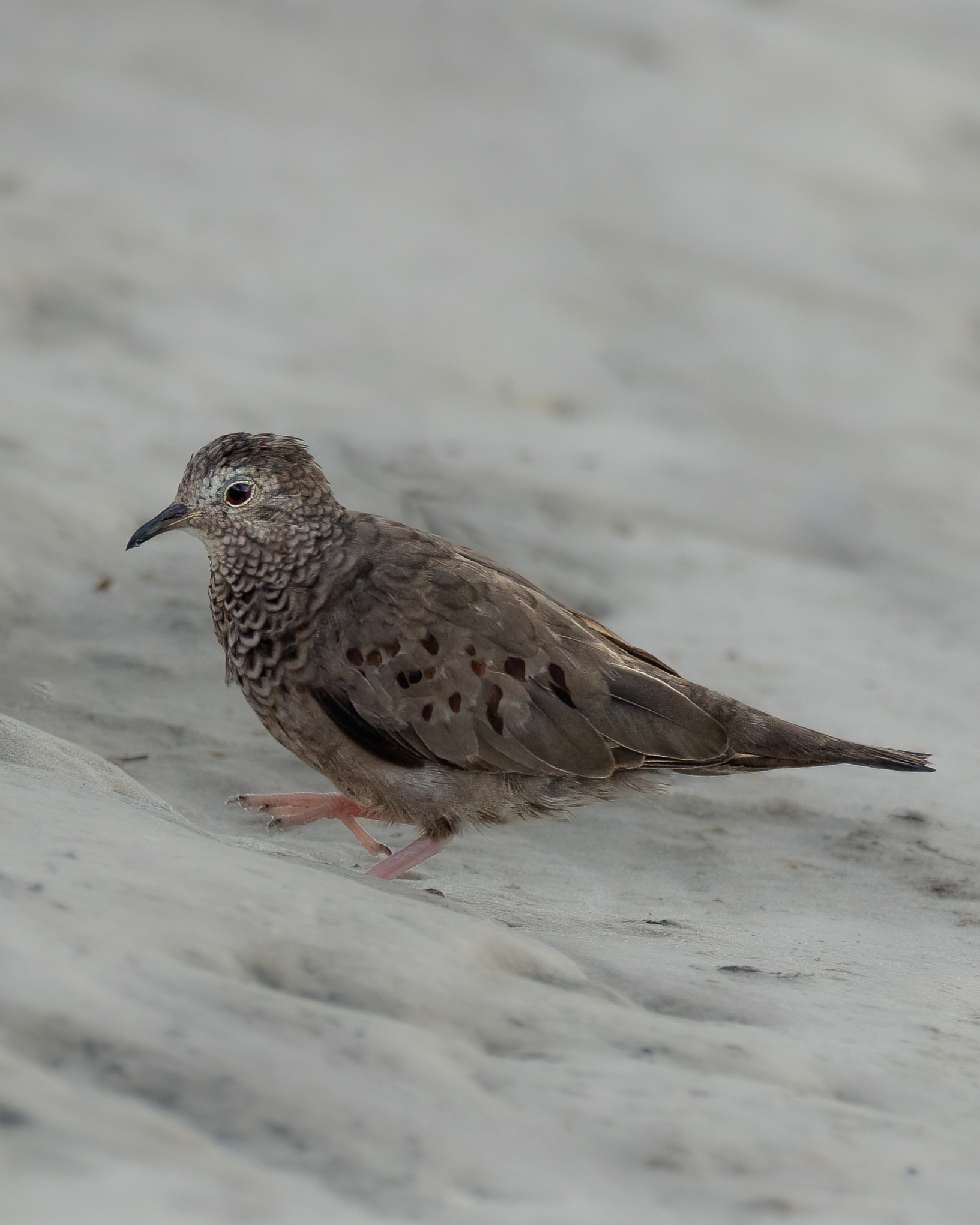 Rolinha-cinzenta | Common Ground-Dove