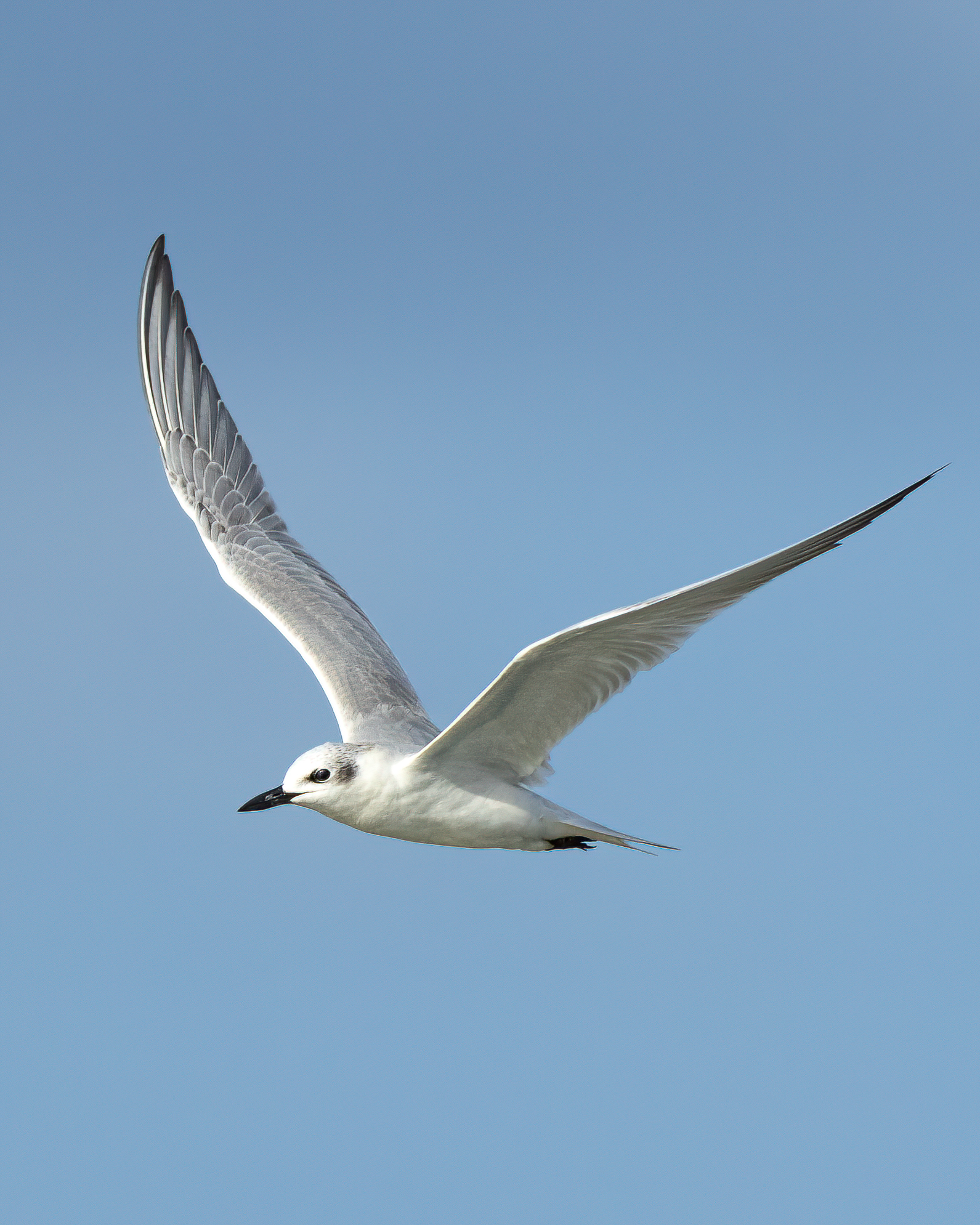 Trinta-réis-de-bico-preto | Gull-billed Tern