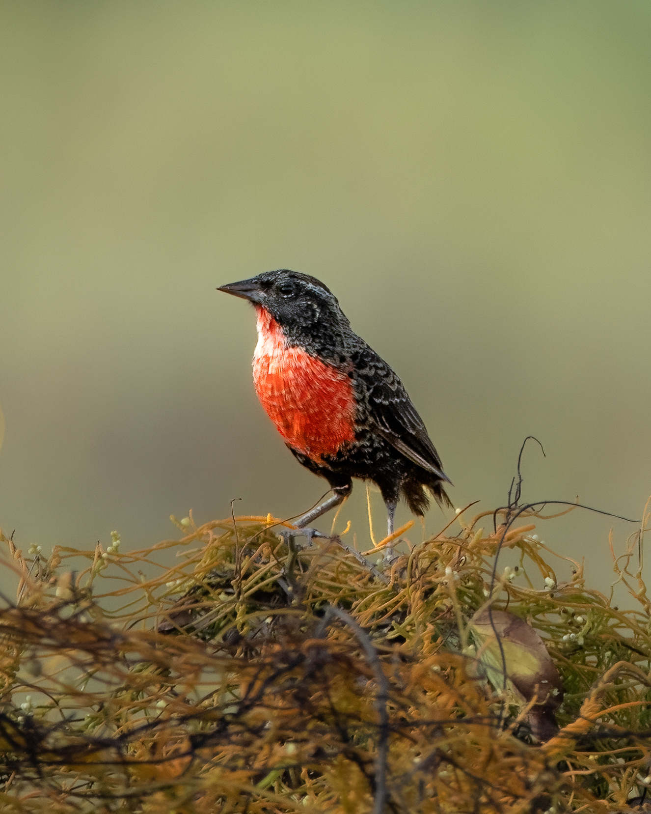 Polícia-inglesa-do-norte | Red-breasted Meadowlark