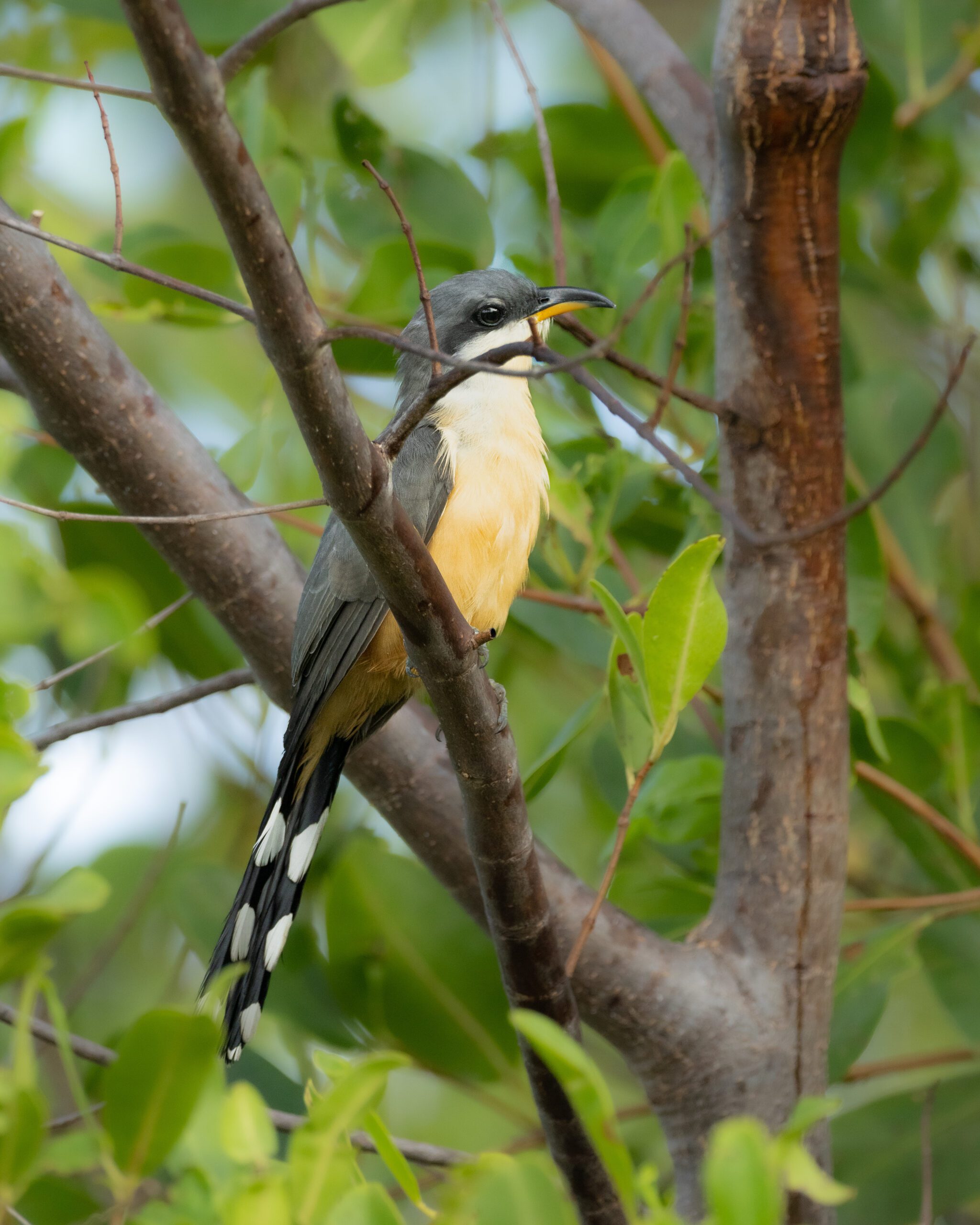  Papa-lagarta-do-mangue | Mangrove Cuckoo