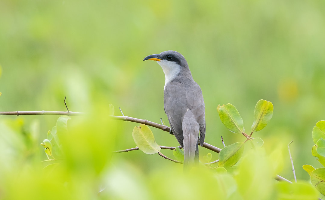  Papa-lagarta-do-mangue | Mangrove Cuckoo