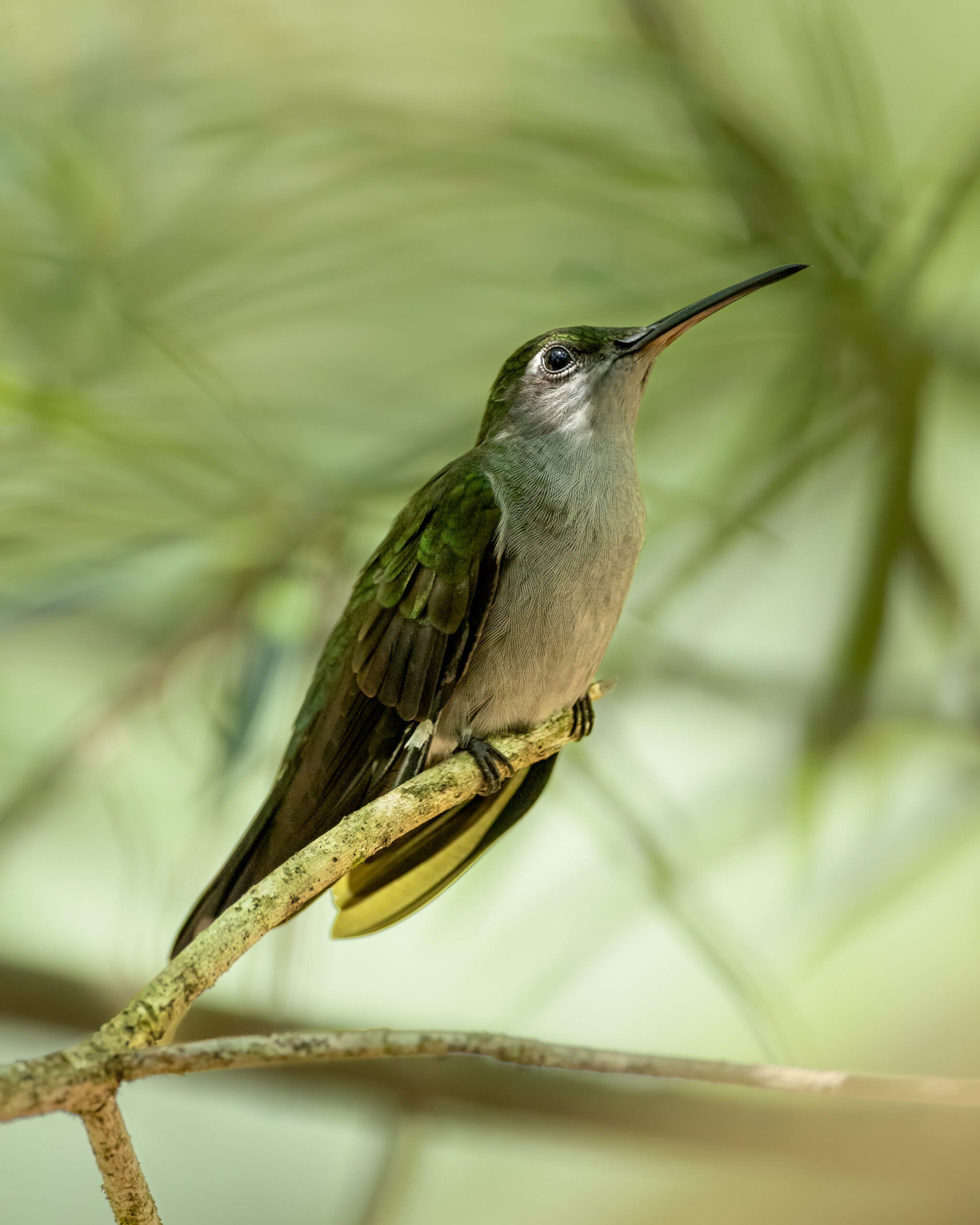 Asa-de-sabre-de-cauda-escura | Dusky Sabrewing