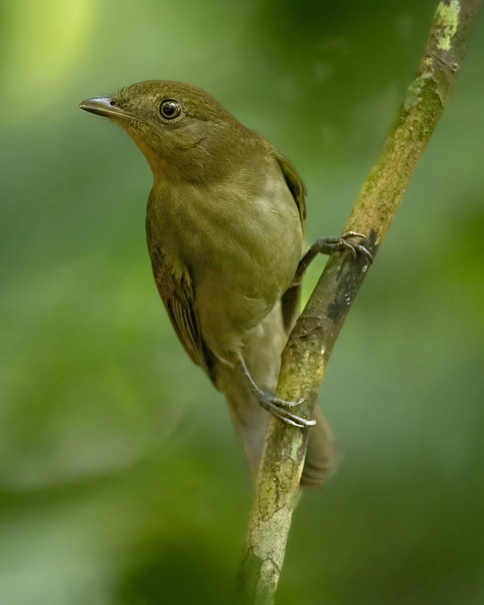 Flautim-marrom | Thrush-like Schiffornis