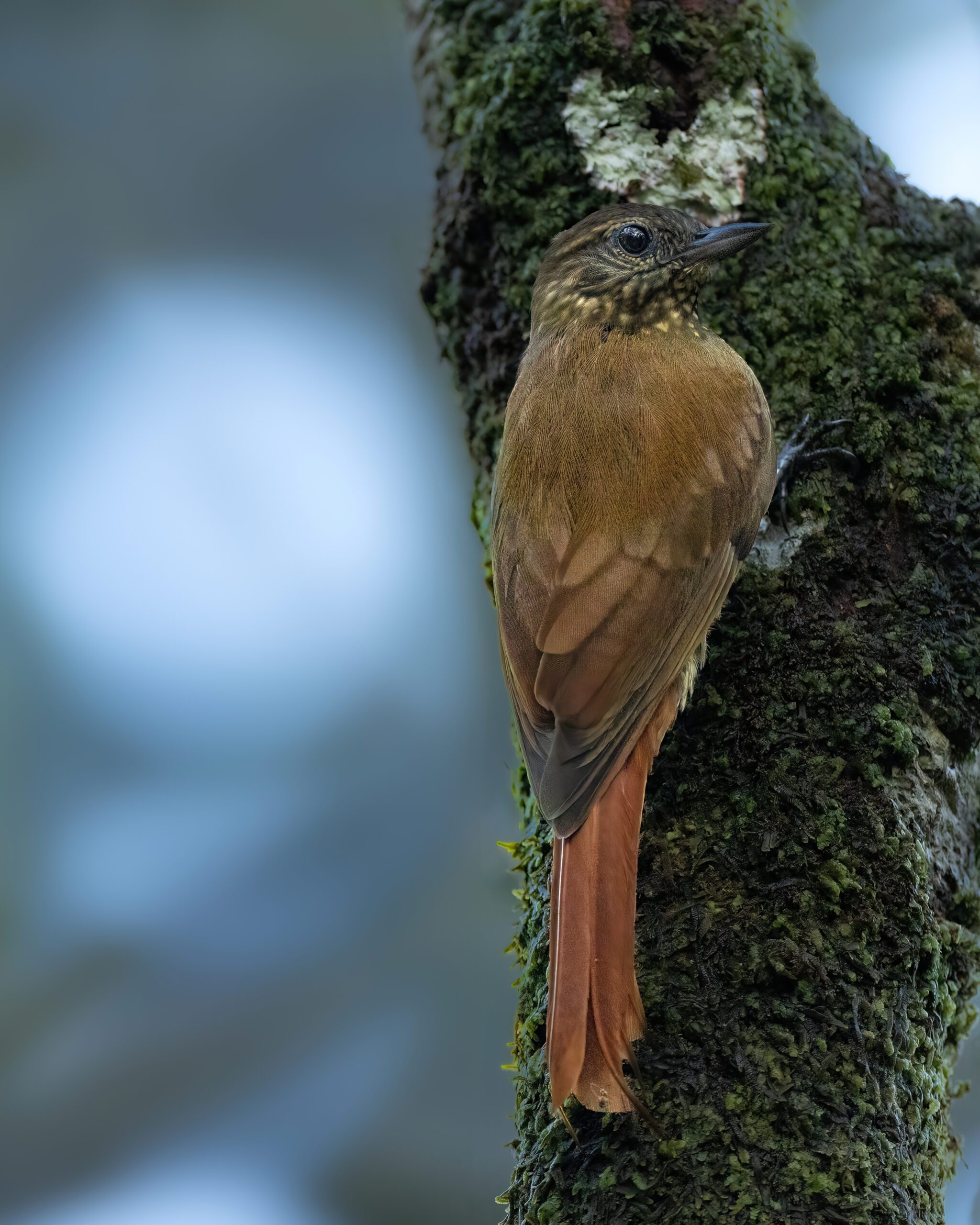 Arapaçu-bico-de-cunha | Wedge-billed Woodcreeper