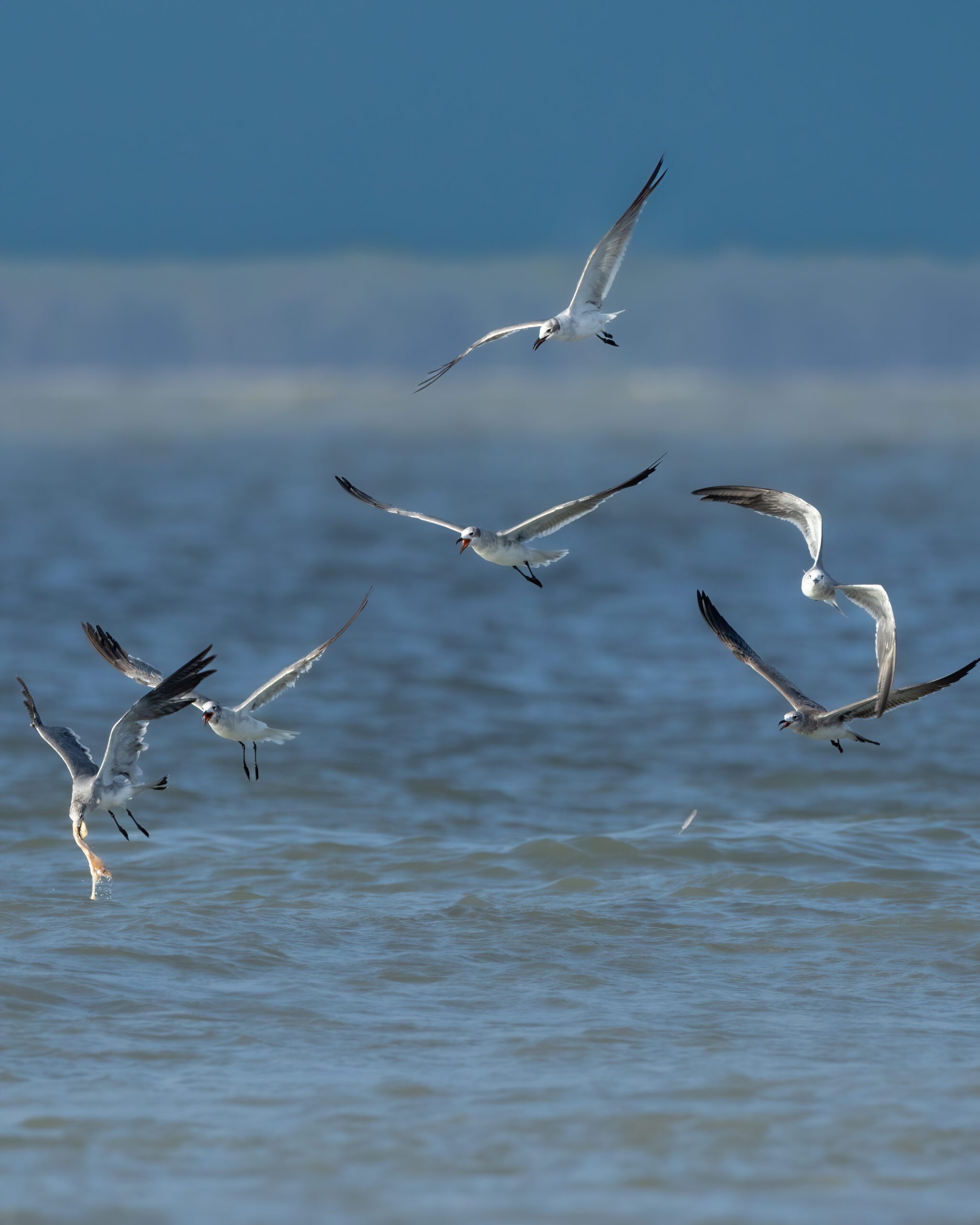 Gaivota Alegre | Laughing Gull