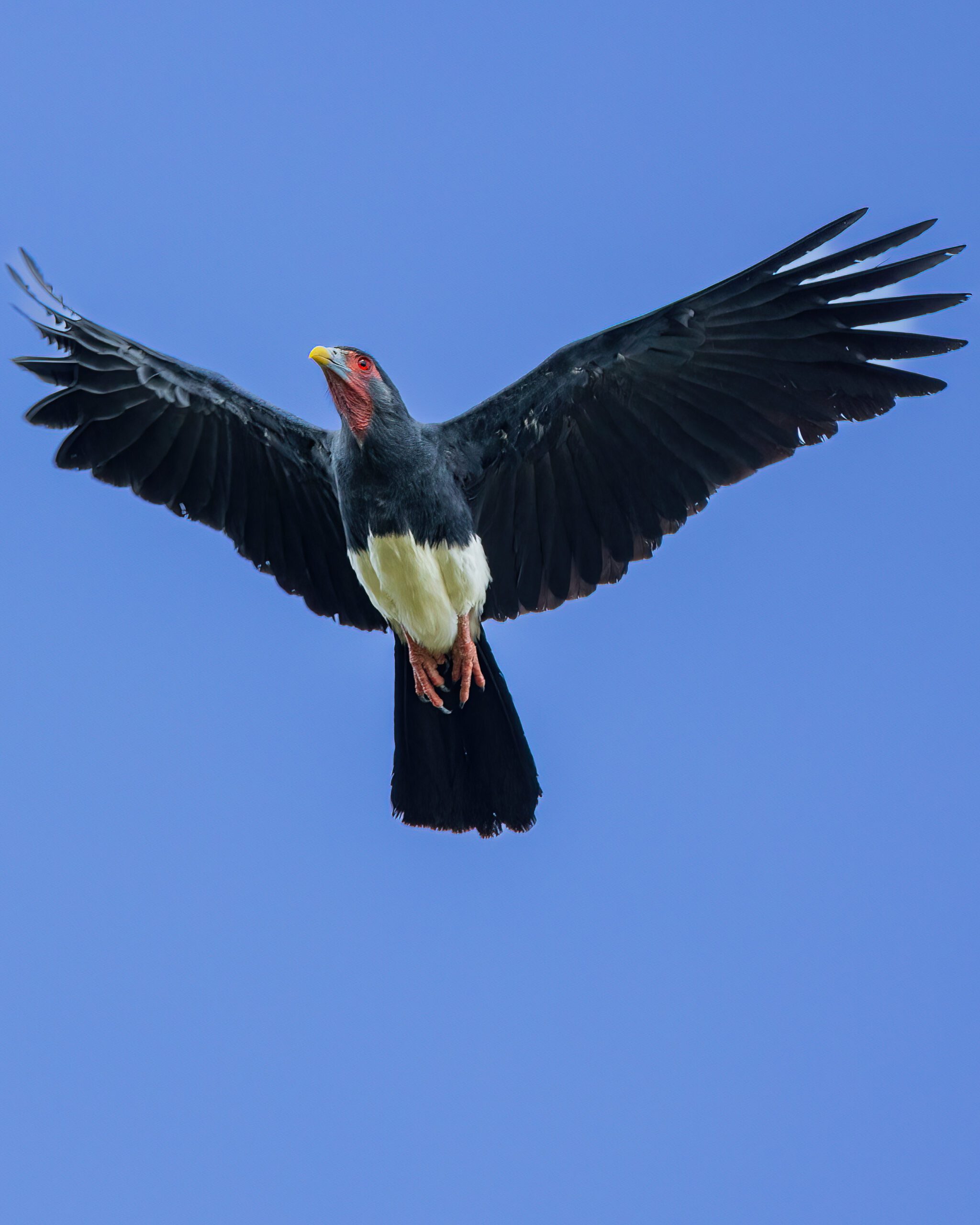 Cancão | Red-throated Caracara