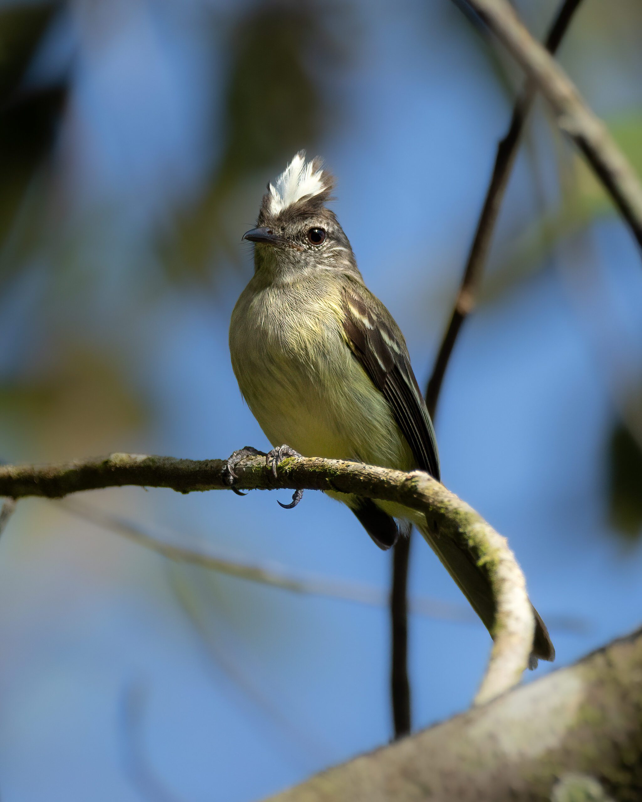 Maria-pechim | Forest Elaenia