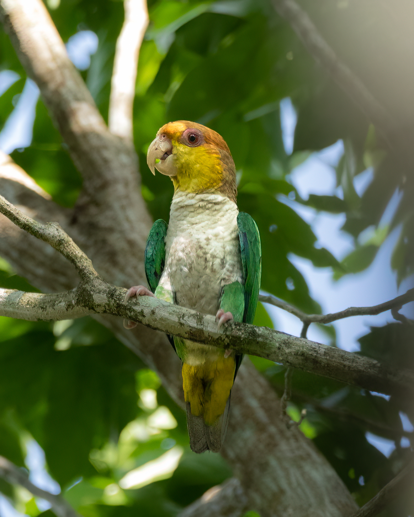 Marianinha-de-cabeça-amarela | White-bellied Parrot