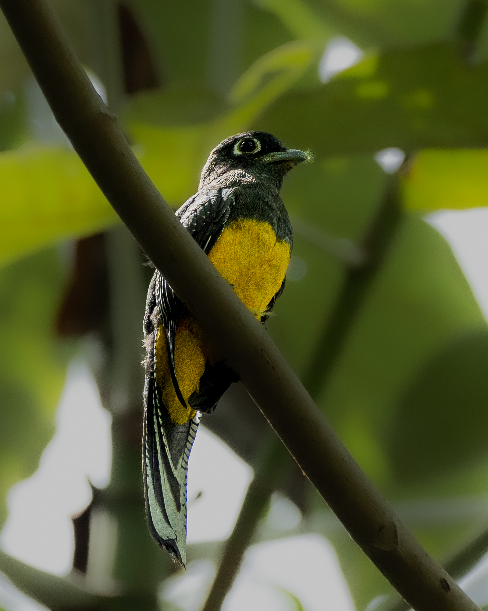 Surucuá-pequeno | Amazonian Trogon