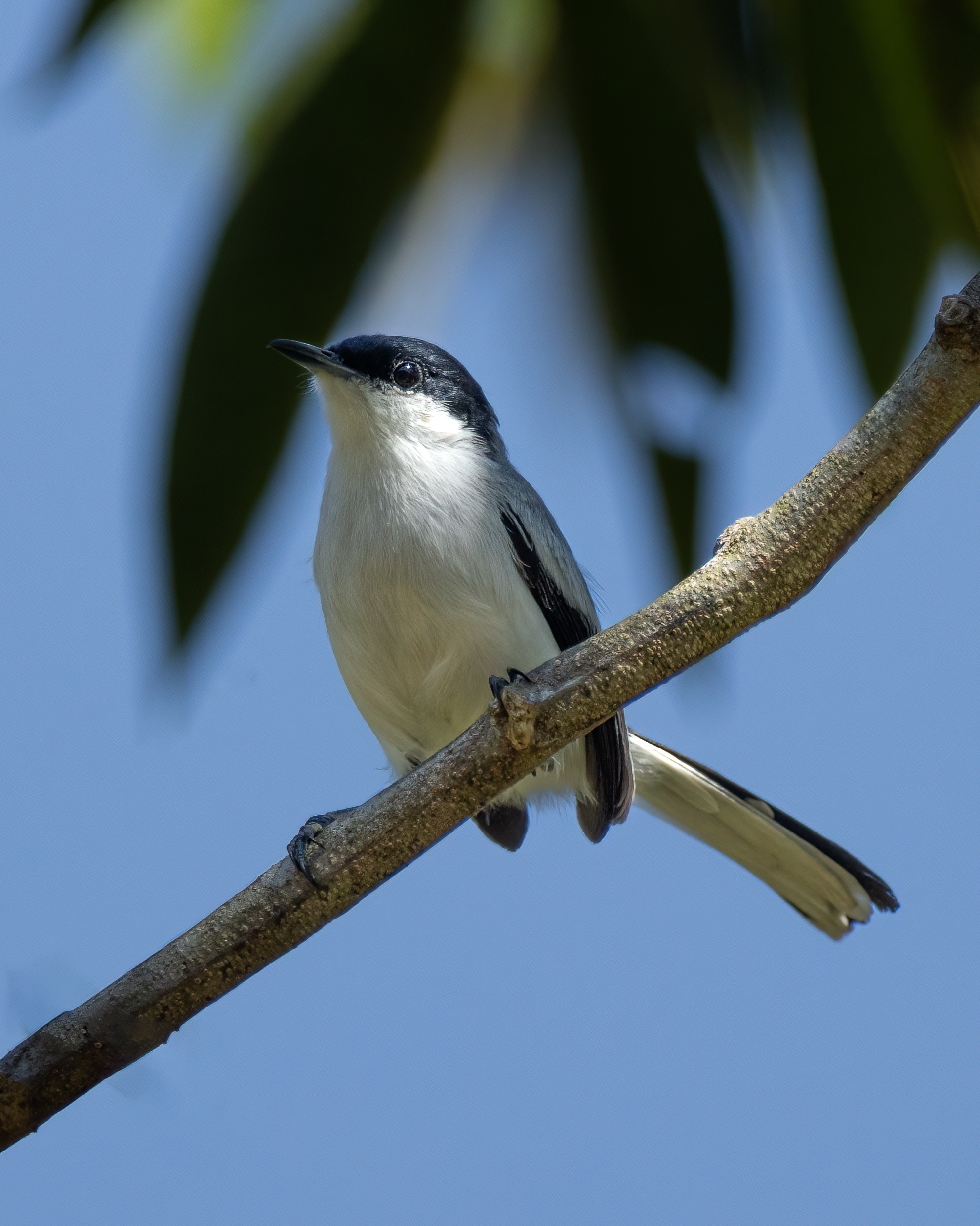 Balança-rabo-de-chapéu-preto | Tropical Gnatcatcher