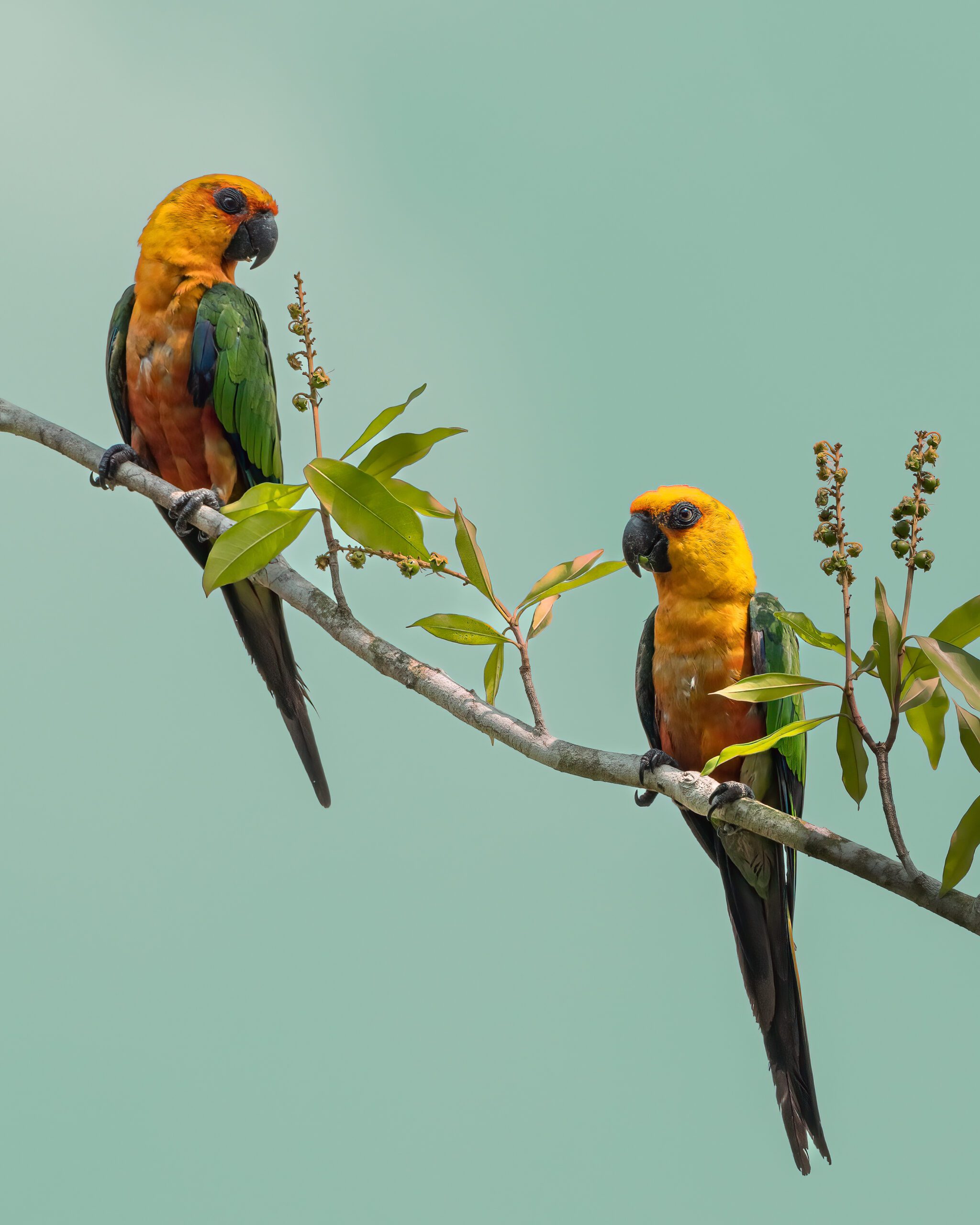 Jandaia-verdadeira | Jandaya Parakeet