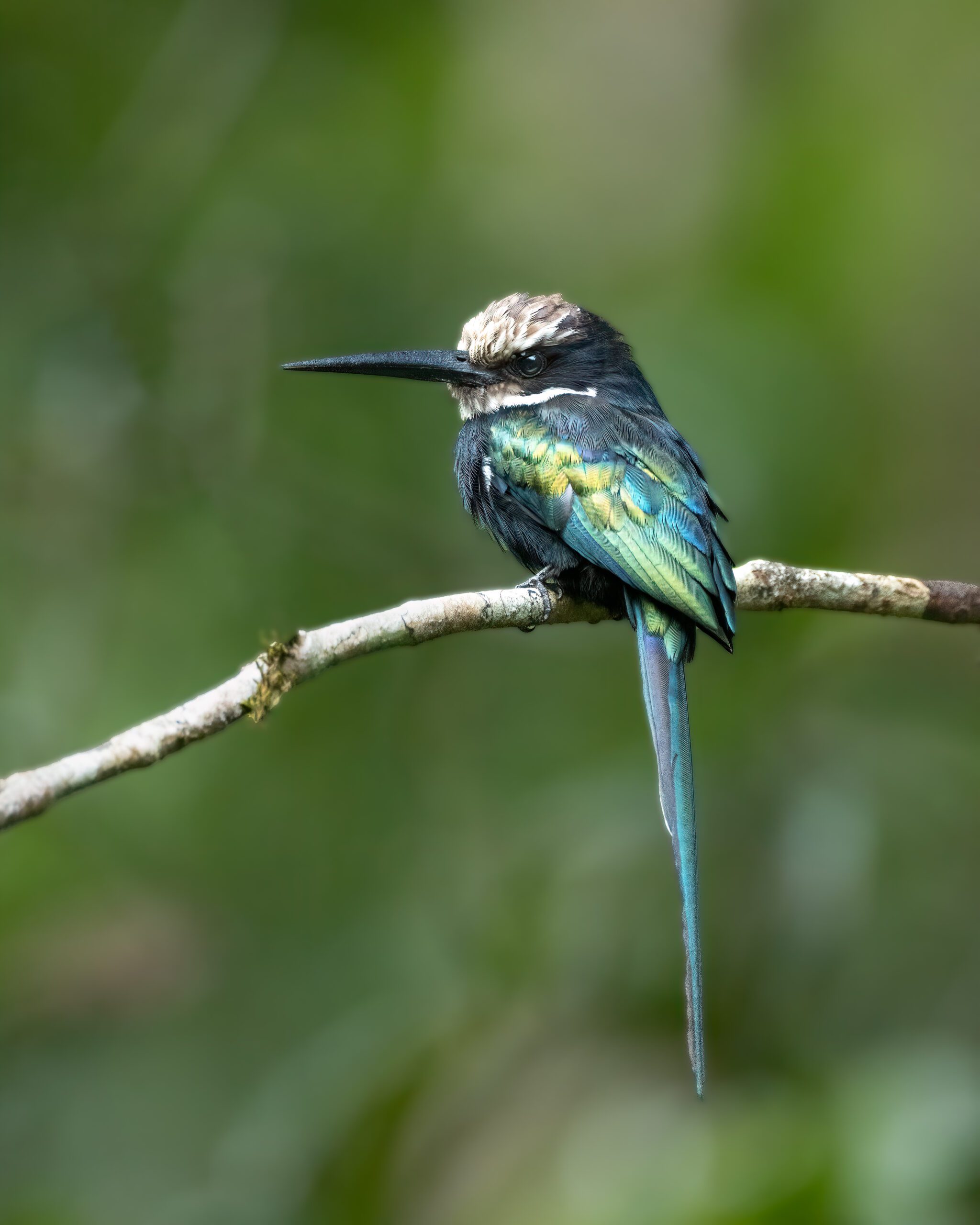 Ariramba-do-paraíso | Paradise Jacamar