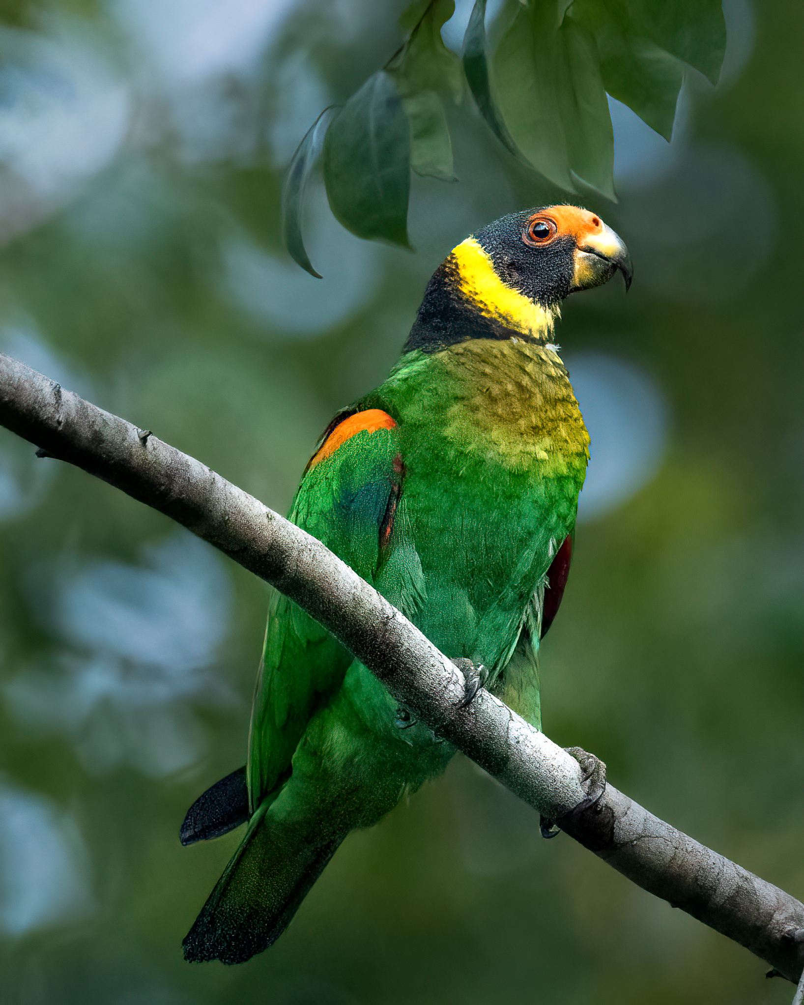 Curica-urubu | Vulturine Parrot