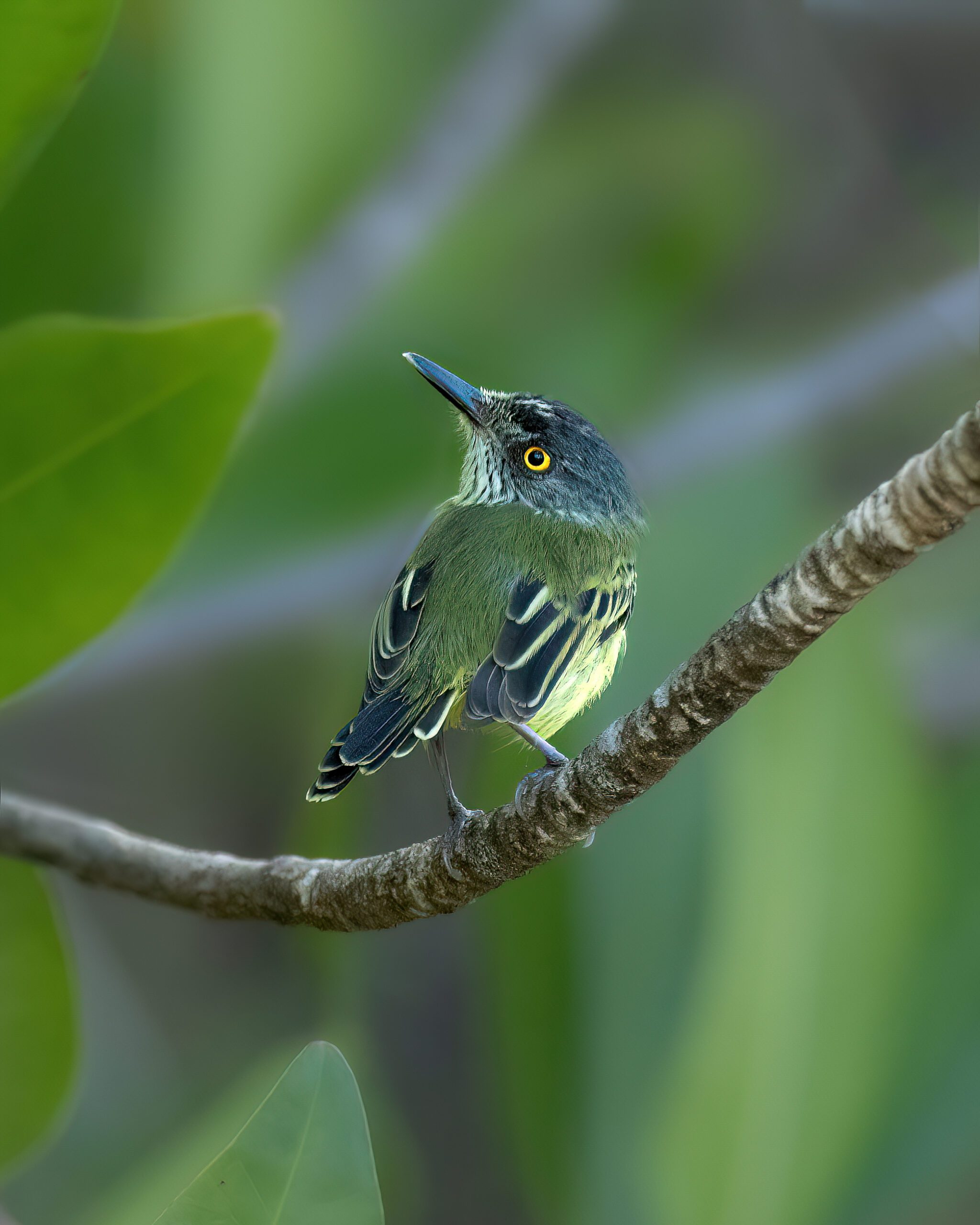  Ferreirinho-estriado | Spotted Tody-Flycatcher