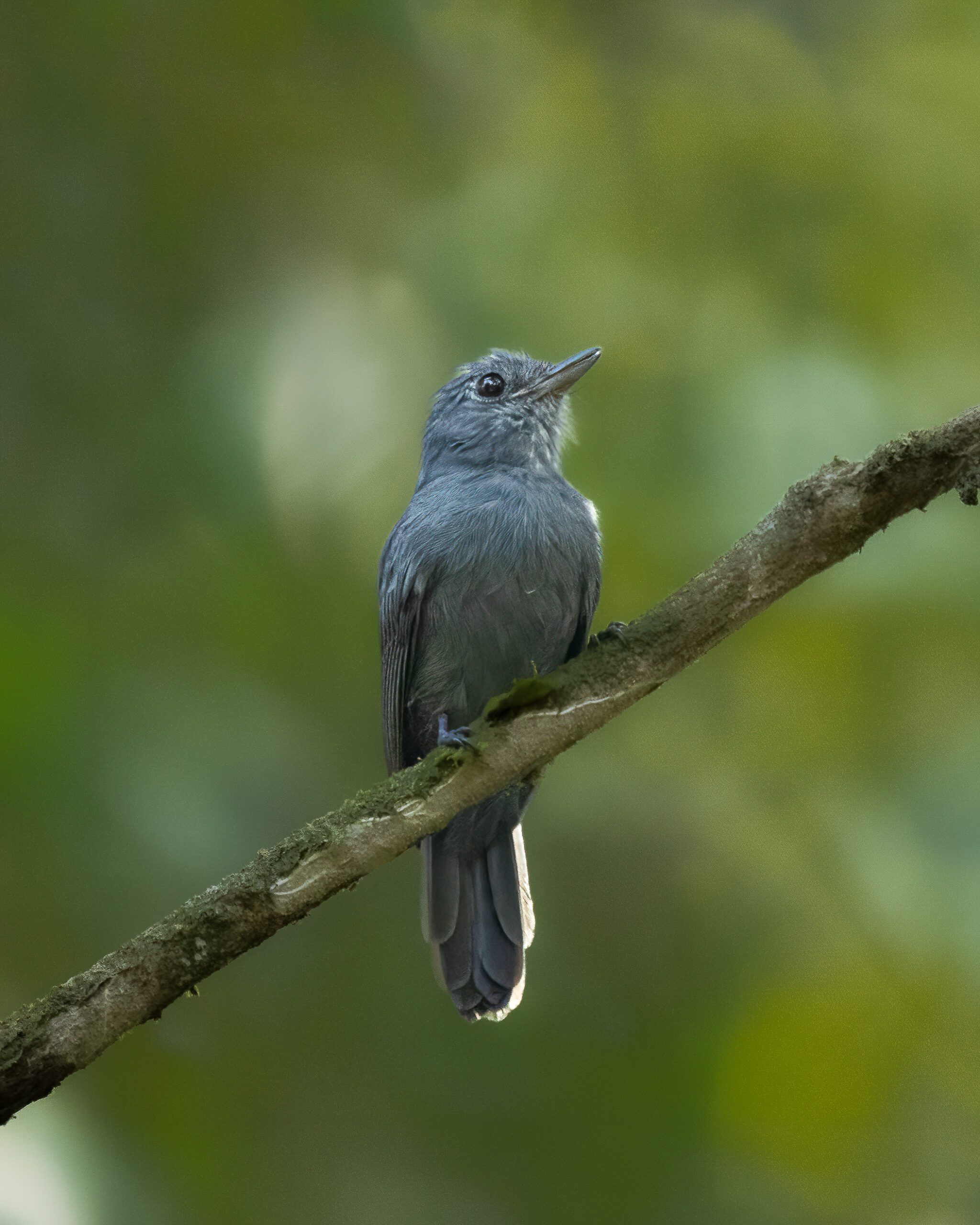 Ipecuá | Cinereous Antshrike