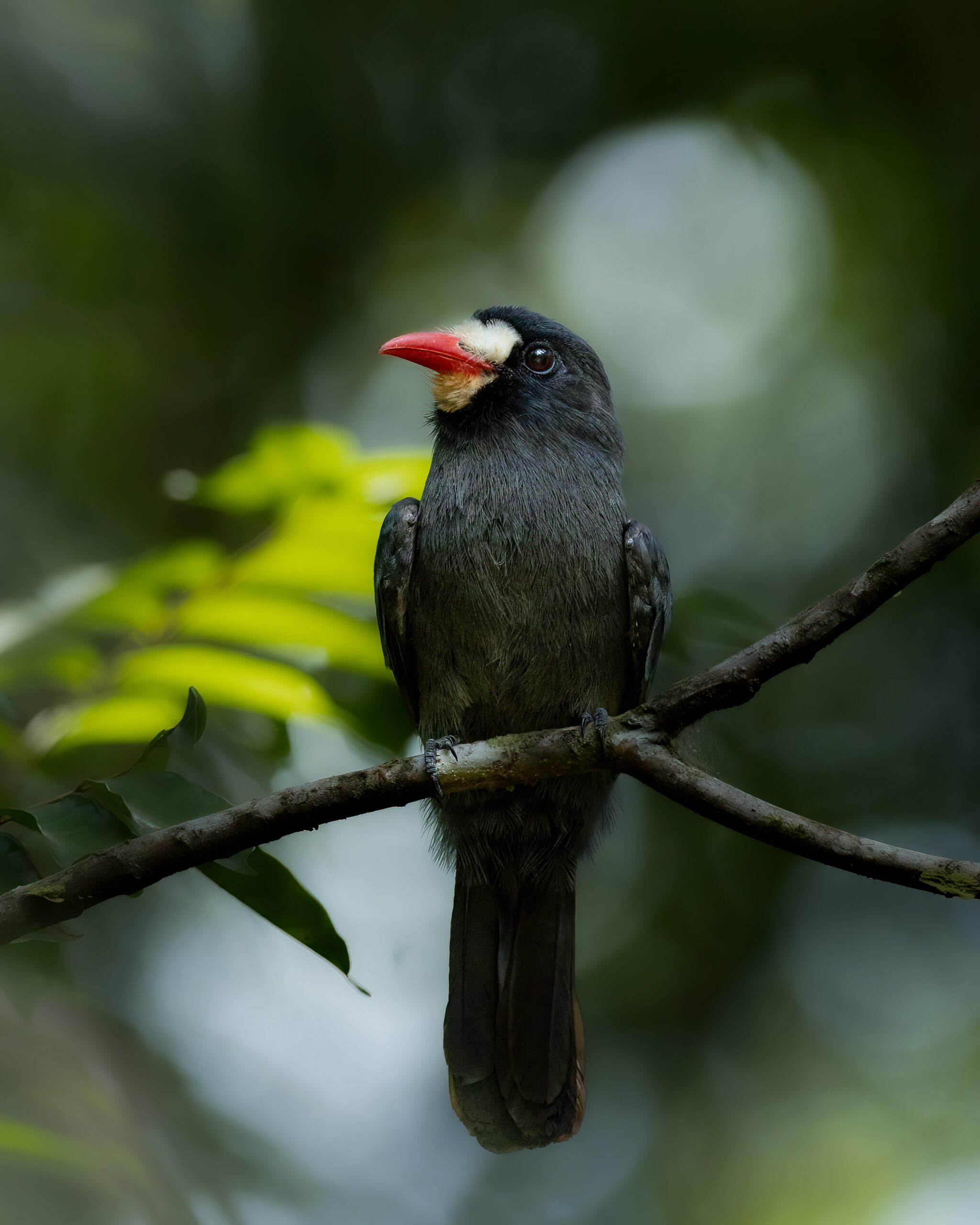 Chora-chuva-de-cara-branca | White-fronted Nunbird