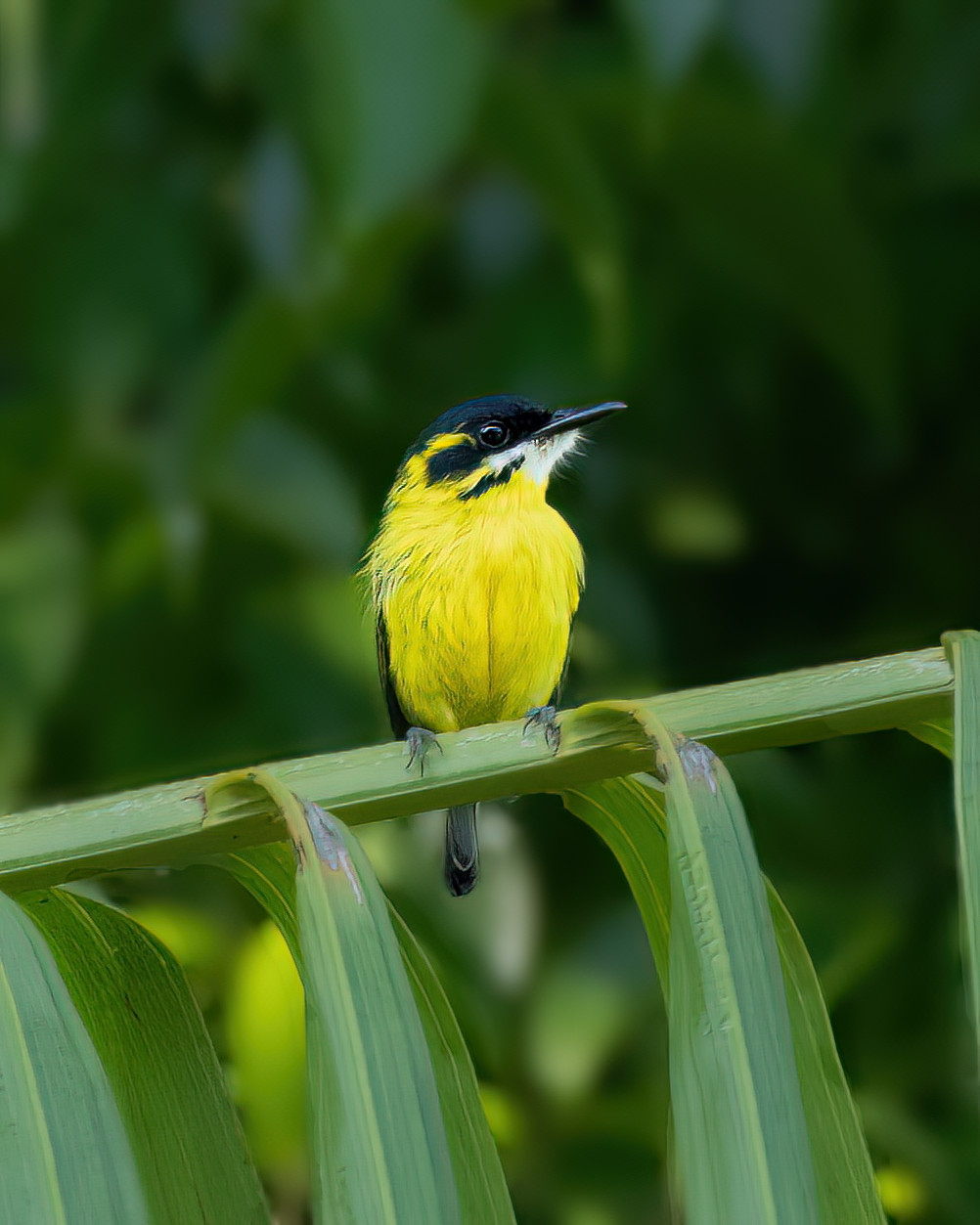 Ferreirinho-de-sobrancelha | Yellow-browed Tody-Flycatcher