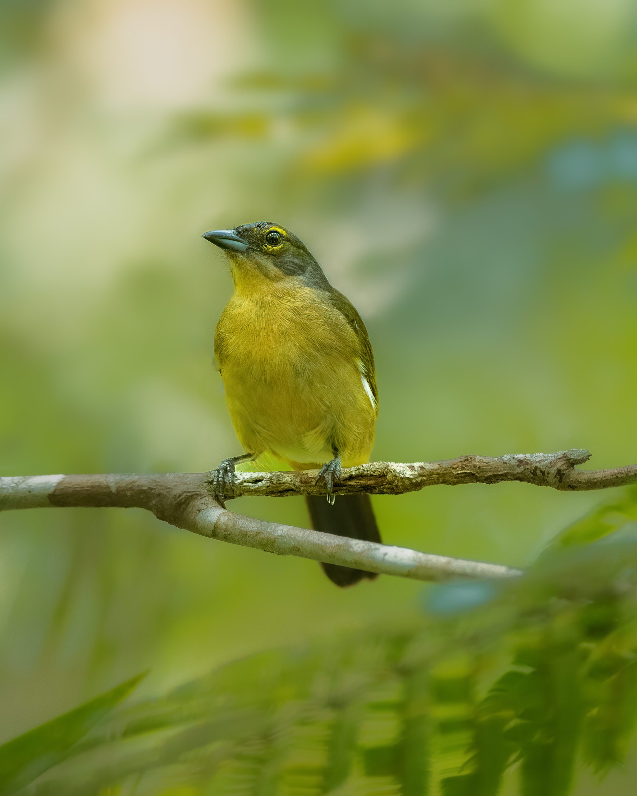 Tem-tem-de-topete-ferrugíneo | Fulvous-crested Tanager