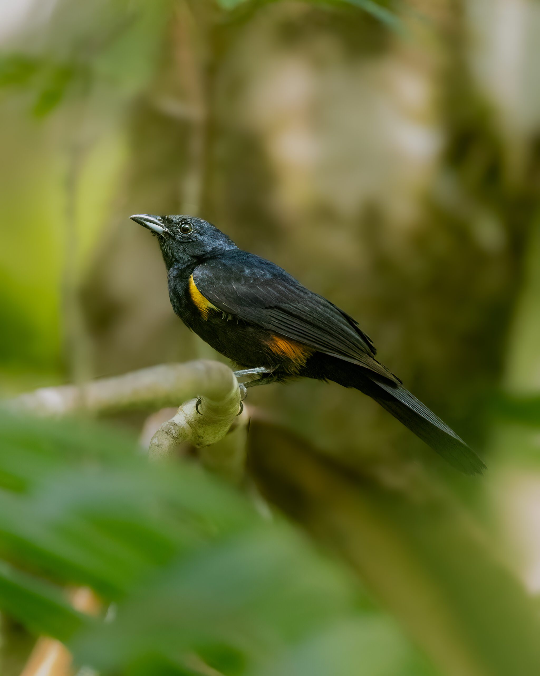 Tem-tem-de-topete-ferrugíneo | Fulvous-crested Tanager