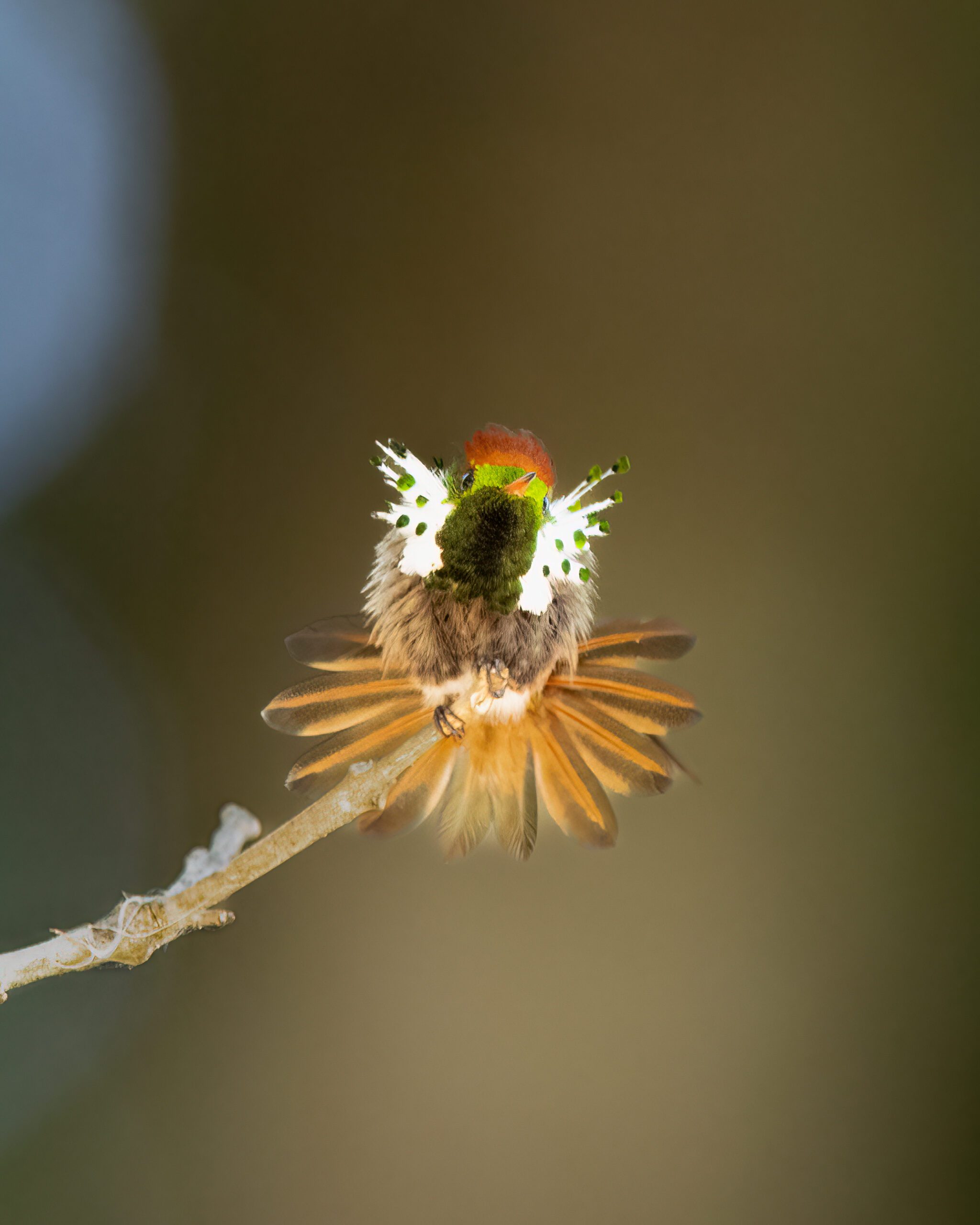 Topetinho-do-brasil-central | Dot-eared Coquette