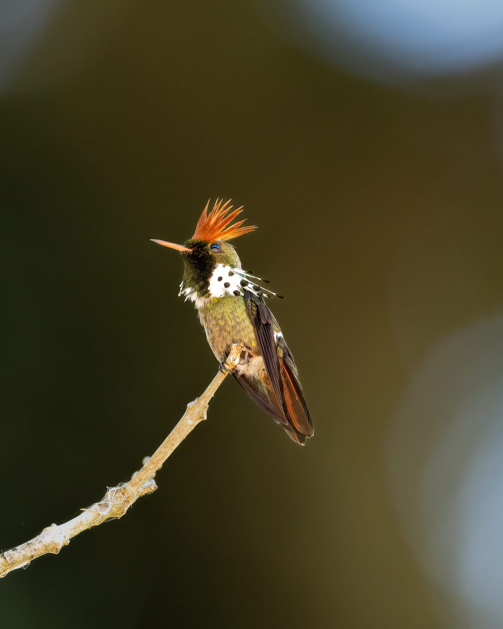 Topetinho-do-brasil-central | Dot-eared Coquette