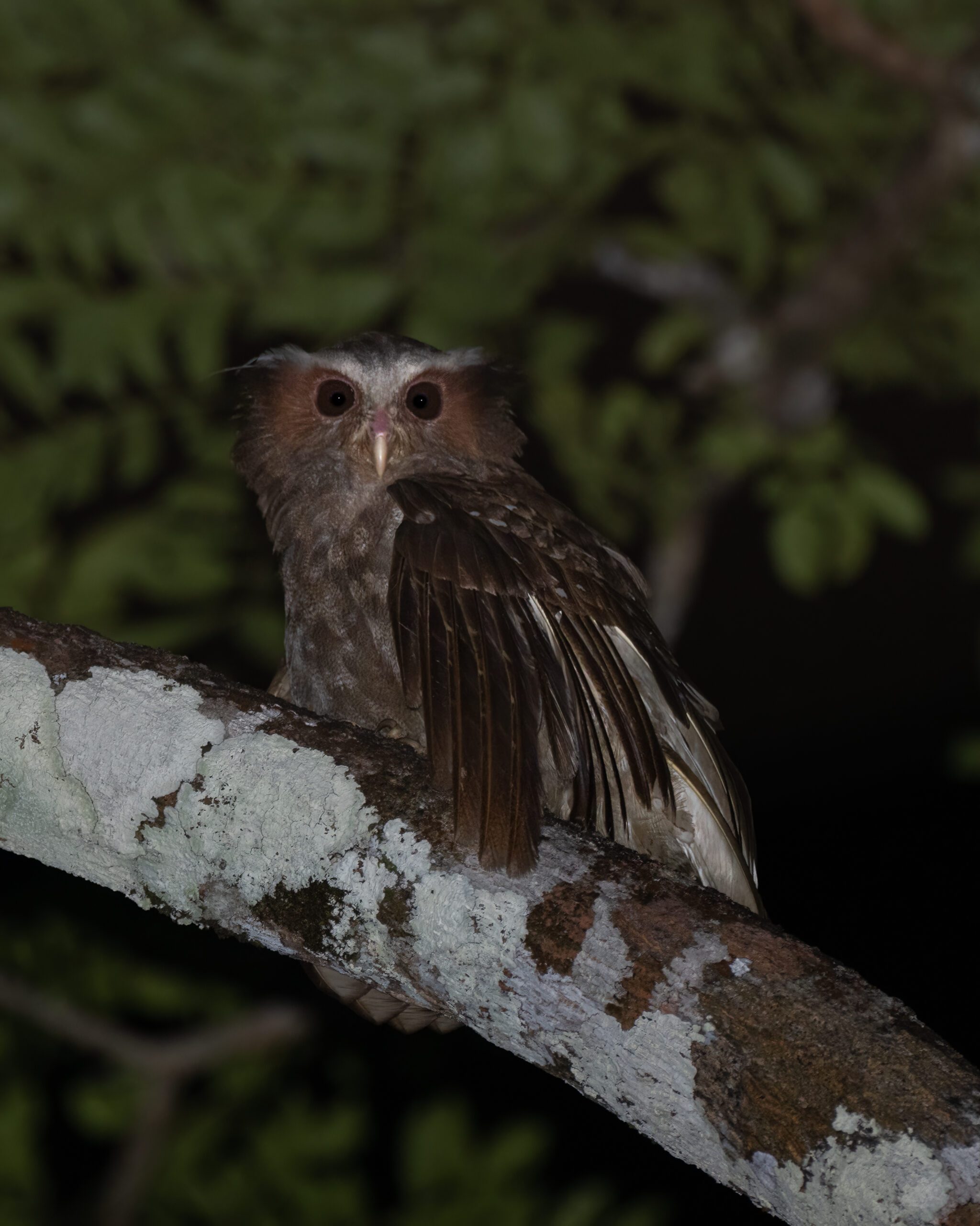 Coruja-de-crista | Crested Owl