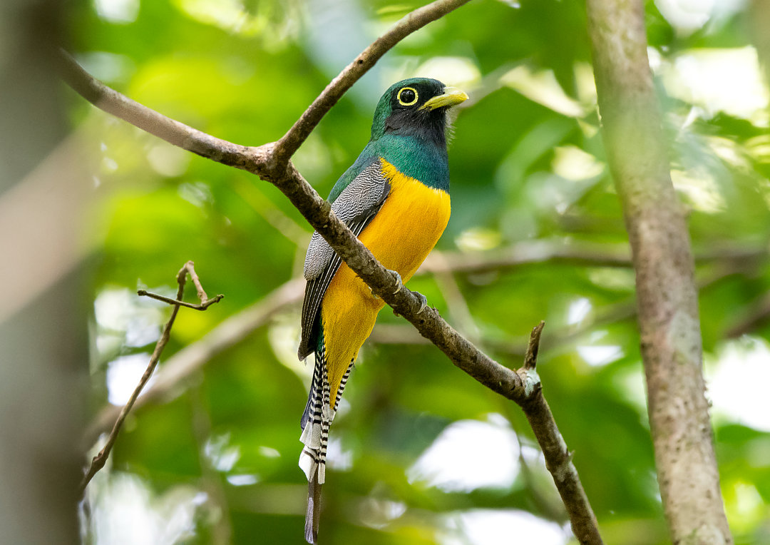 Surucuá-dourado-da-amazônia | Amazonian Black-throated Trogon