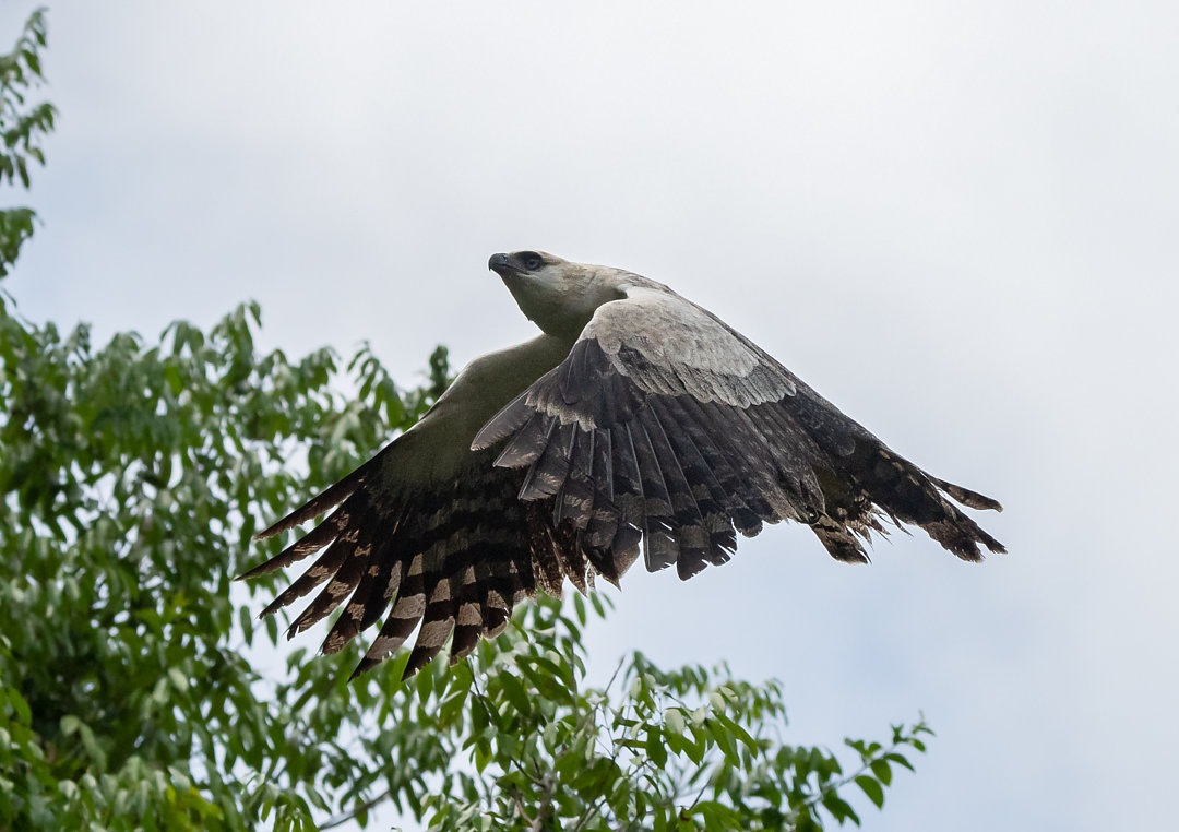 Uiraçu | Crested Eagle