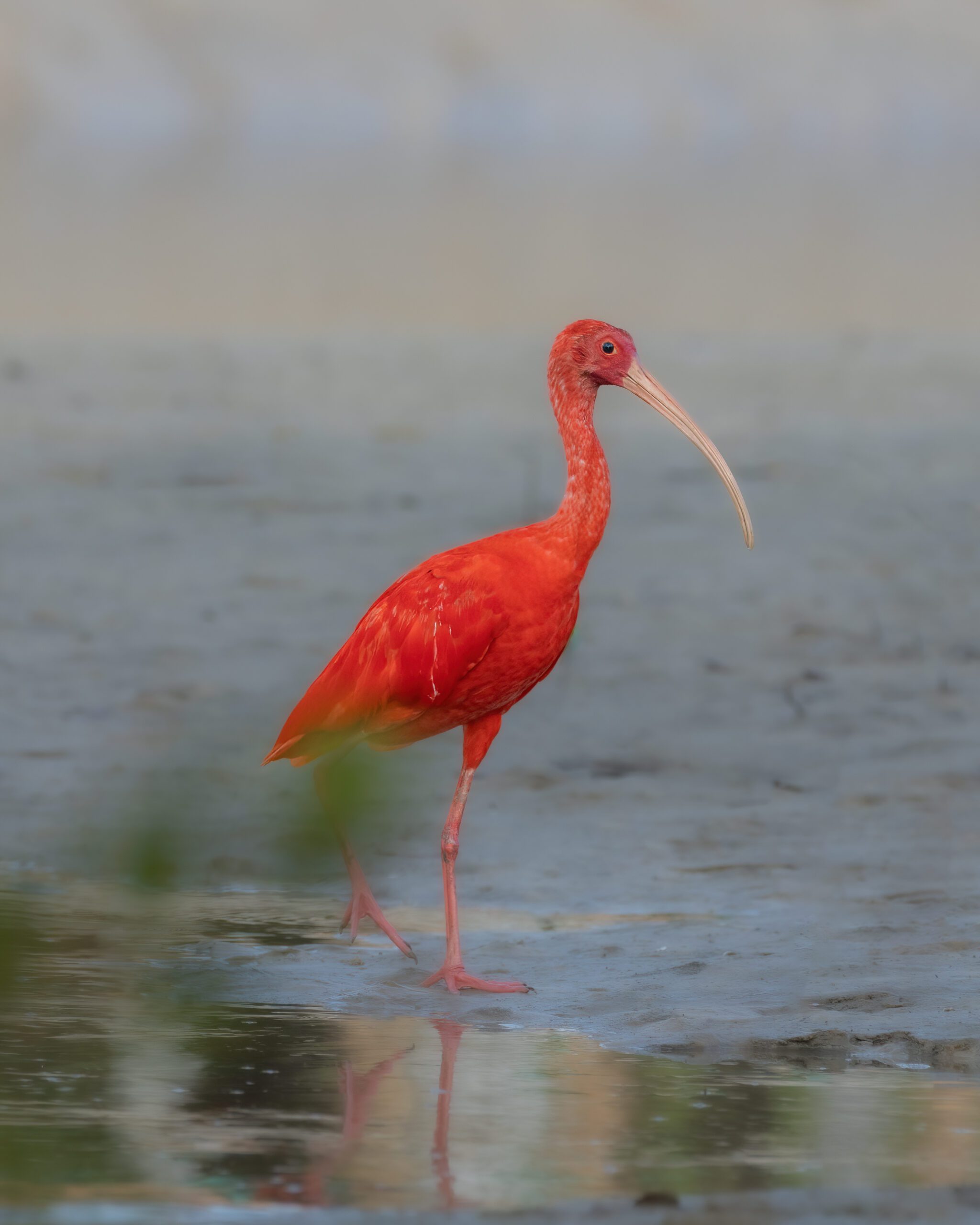 Guará |Scarlet Ibis