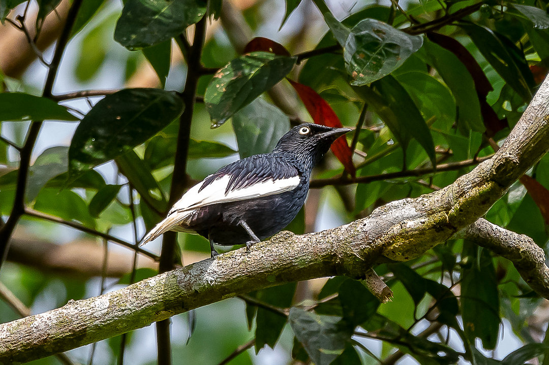 Anambé-de-rabo-branco | White-tailed Cotinga