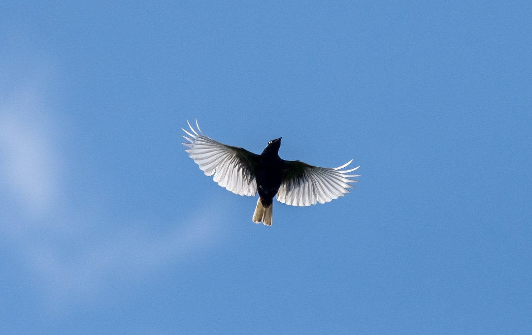 Anambé-de-rabo-branco | White-tailed Cotinga