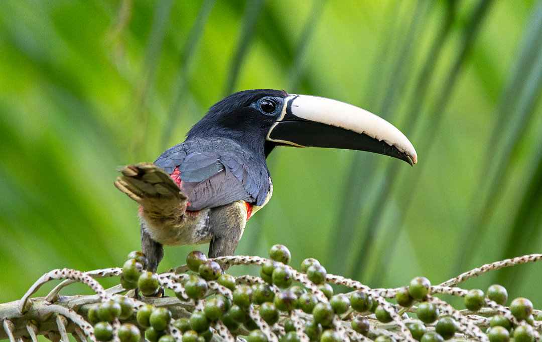 Araçari-de-bico-branco | Black-necked Aracari