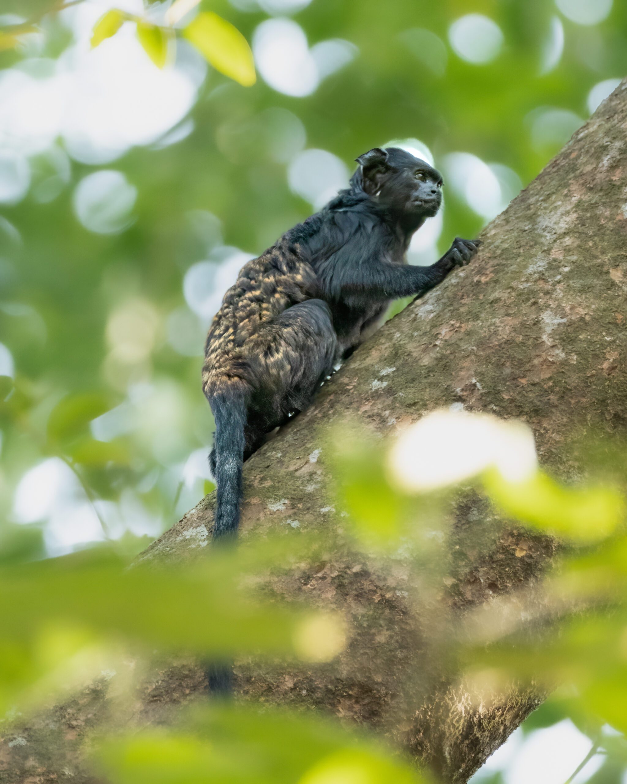 Sagui-una (Saguinus ursulus)