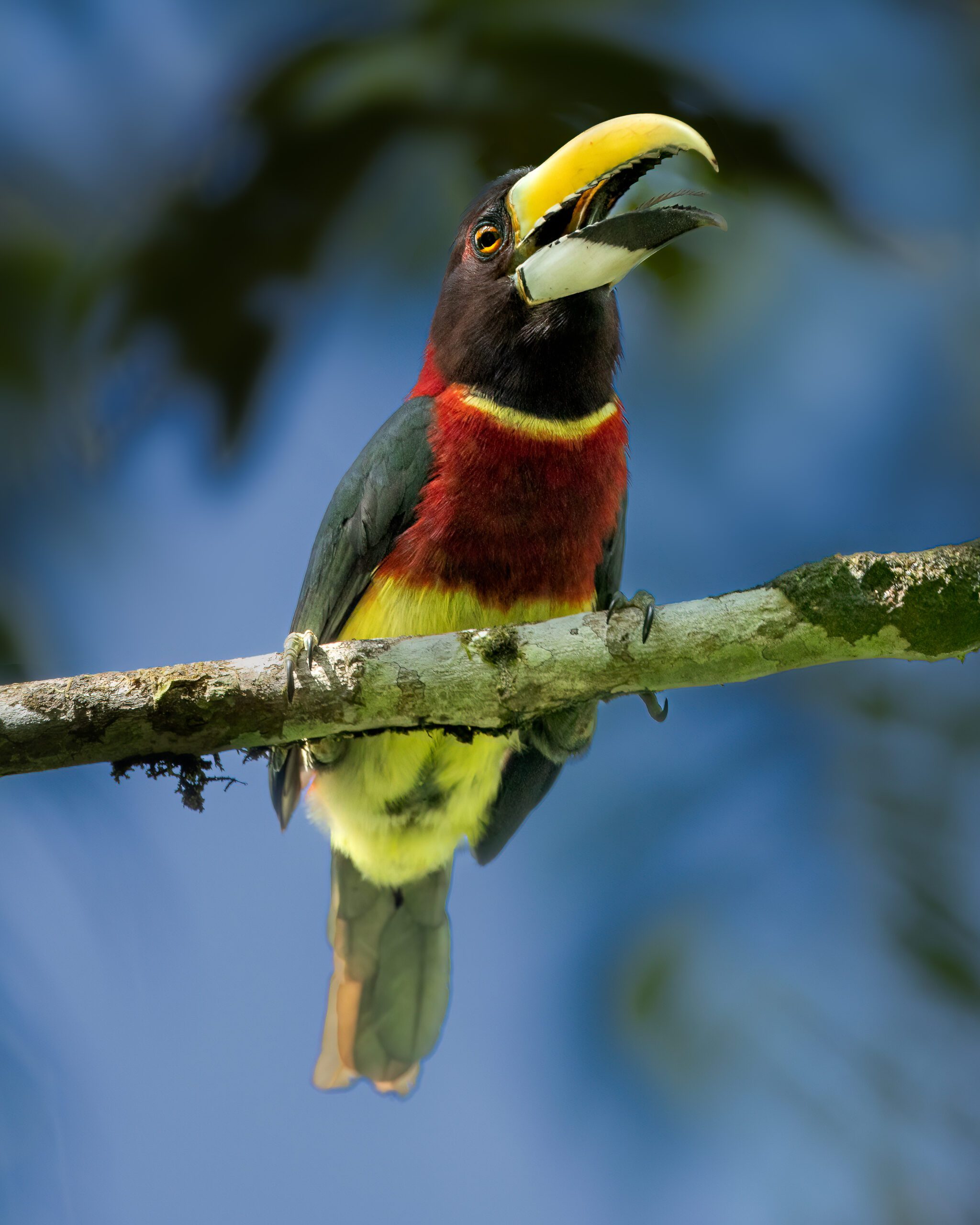 Araçari-de-pescoço-vermelho | Red-necked Aracari