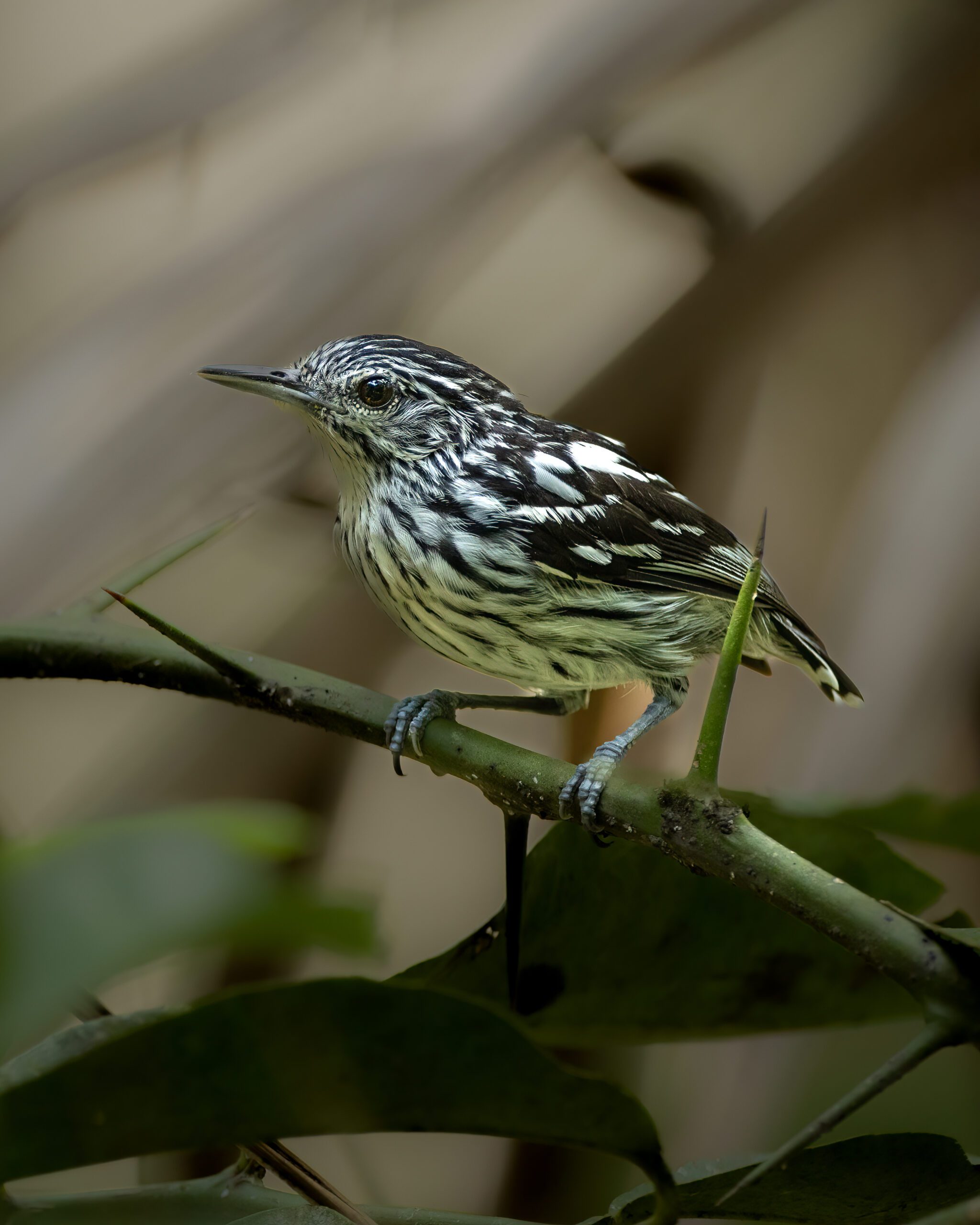 Choquinha-estriada-da-amazônia | Amazonian Streaked-Antwren