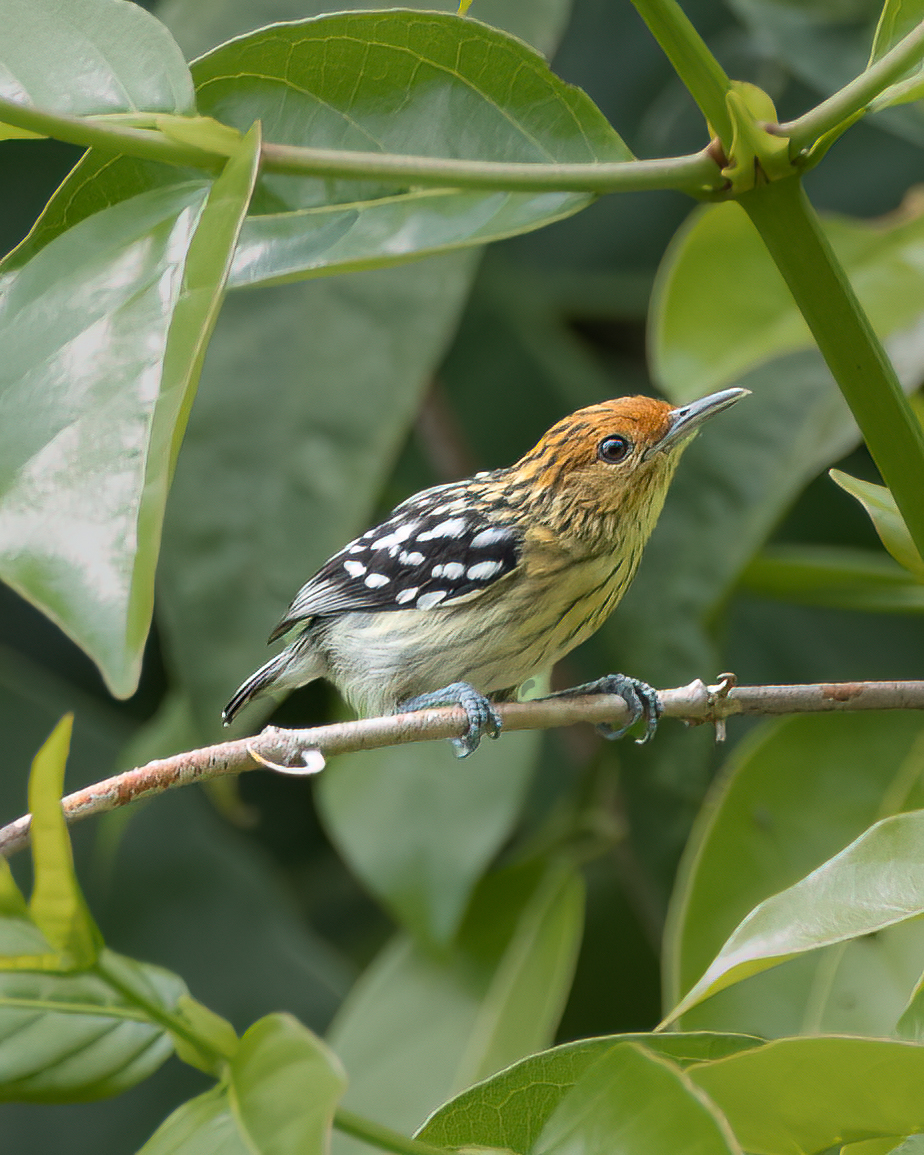 Choquinha-estriada-da-amazônia | Amazonian Streaked-Antwren