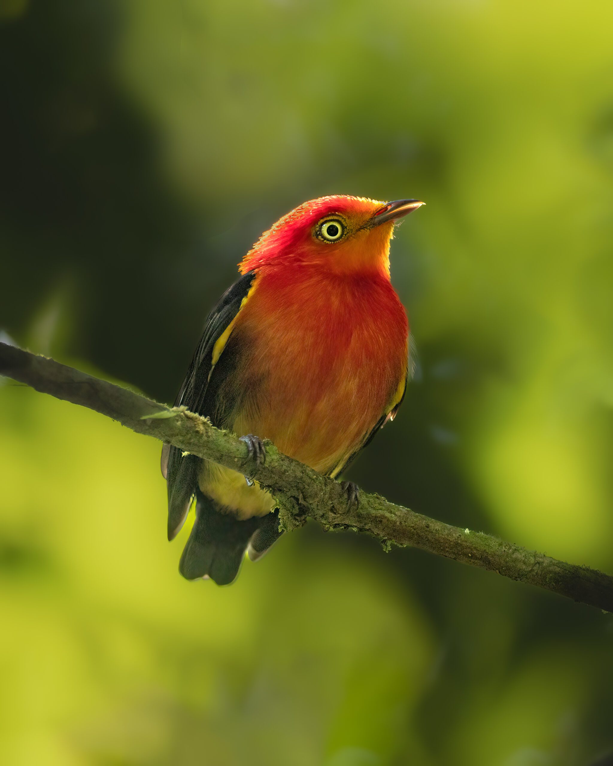  Uirapuru-vermelho (híbrido com Uirapuru-laranja) | Crimson-hooded Manakin