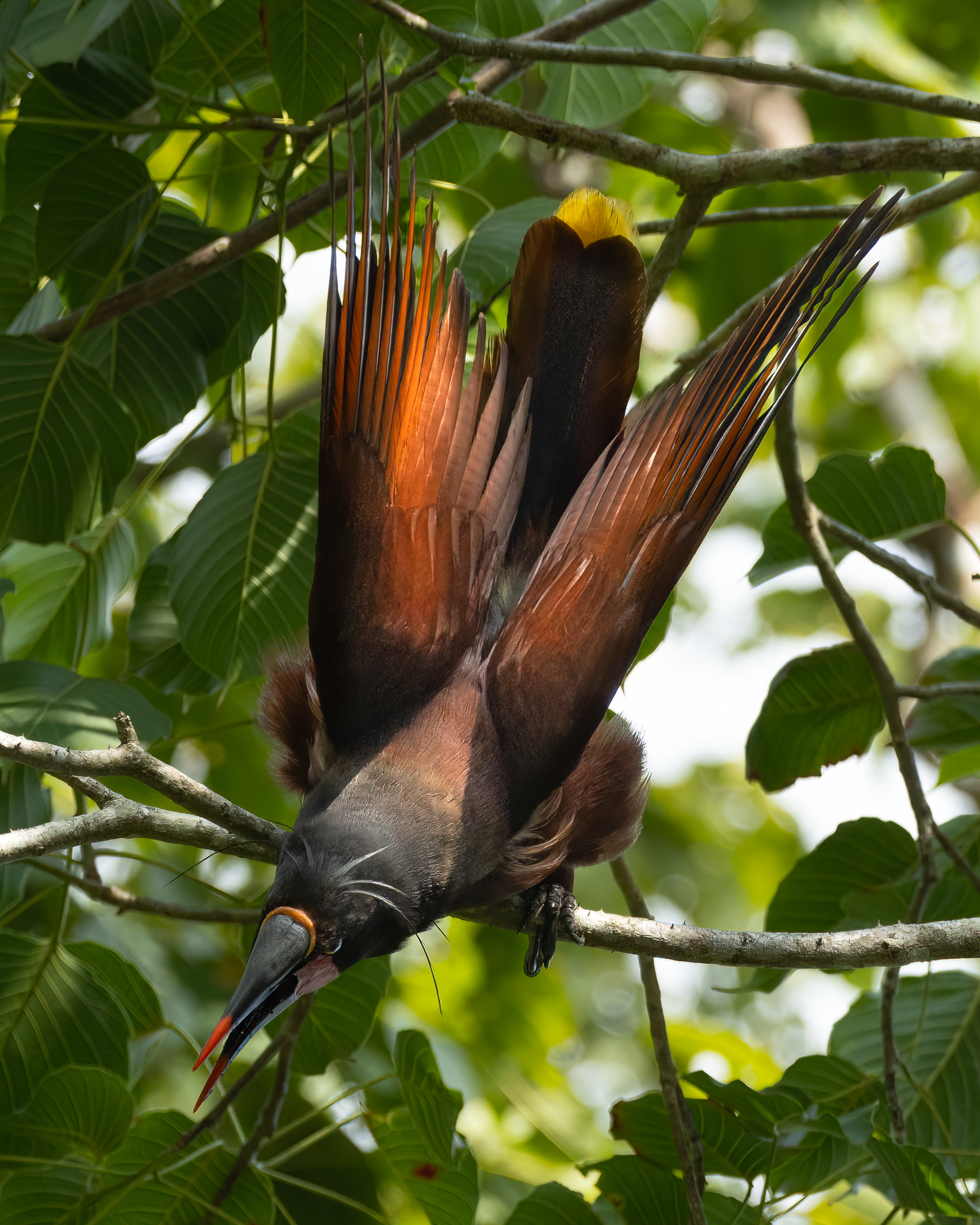 Japuguaçu | Olive Oropendola
