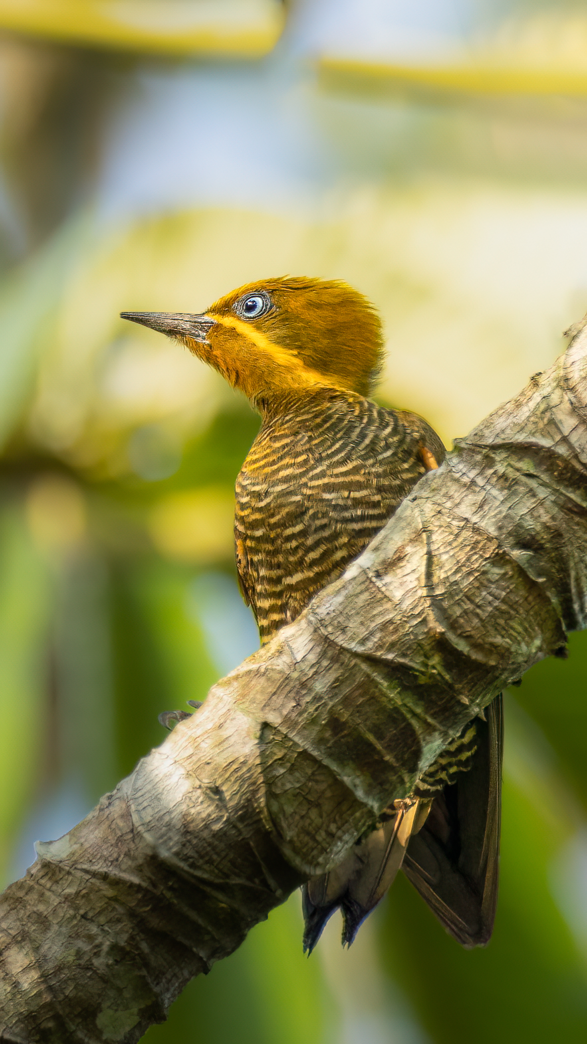  Pica-pau-dourado-de-belém | Belem Woodpecker