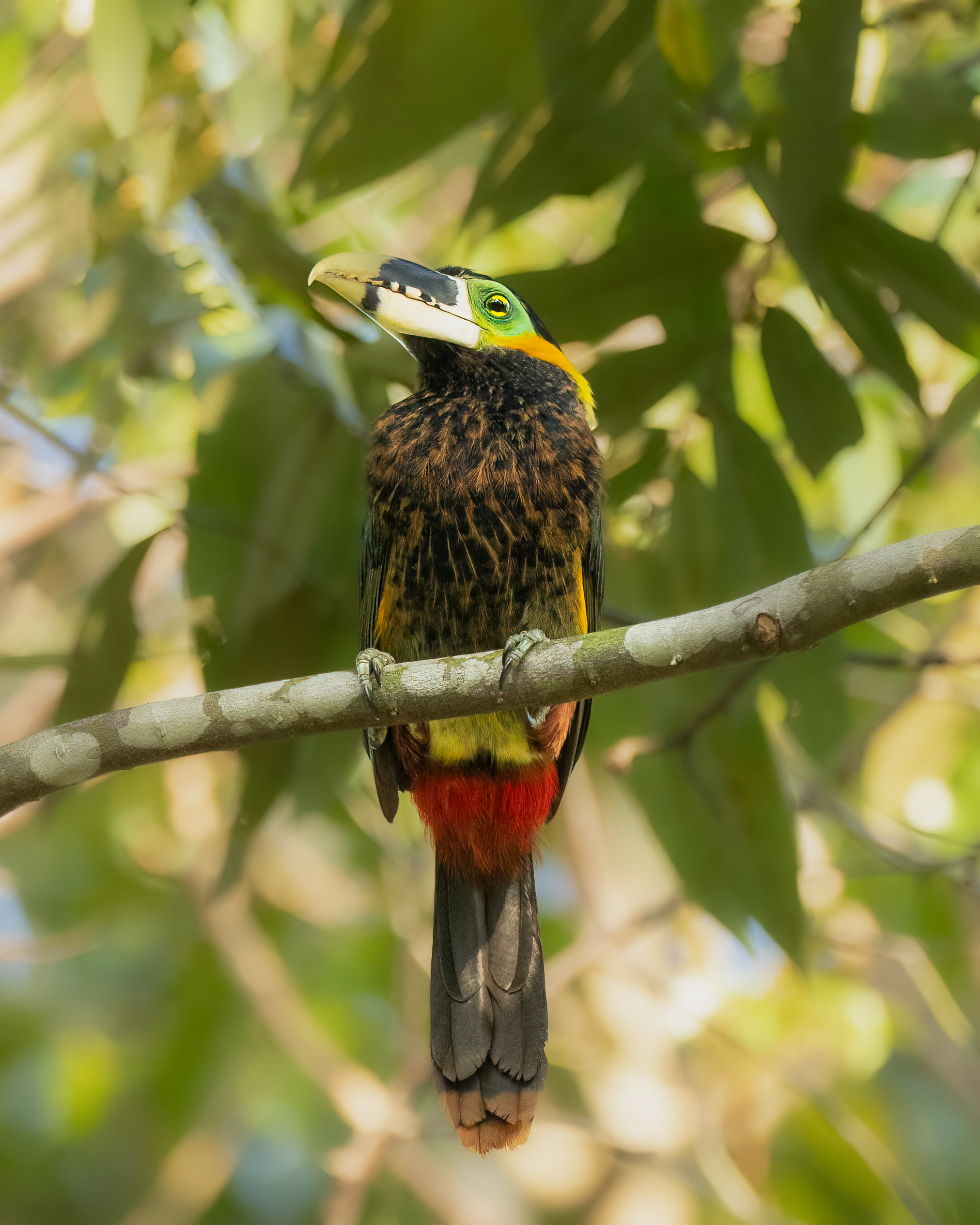  Saripoca-gould | Gould's Toucanet
