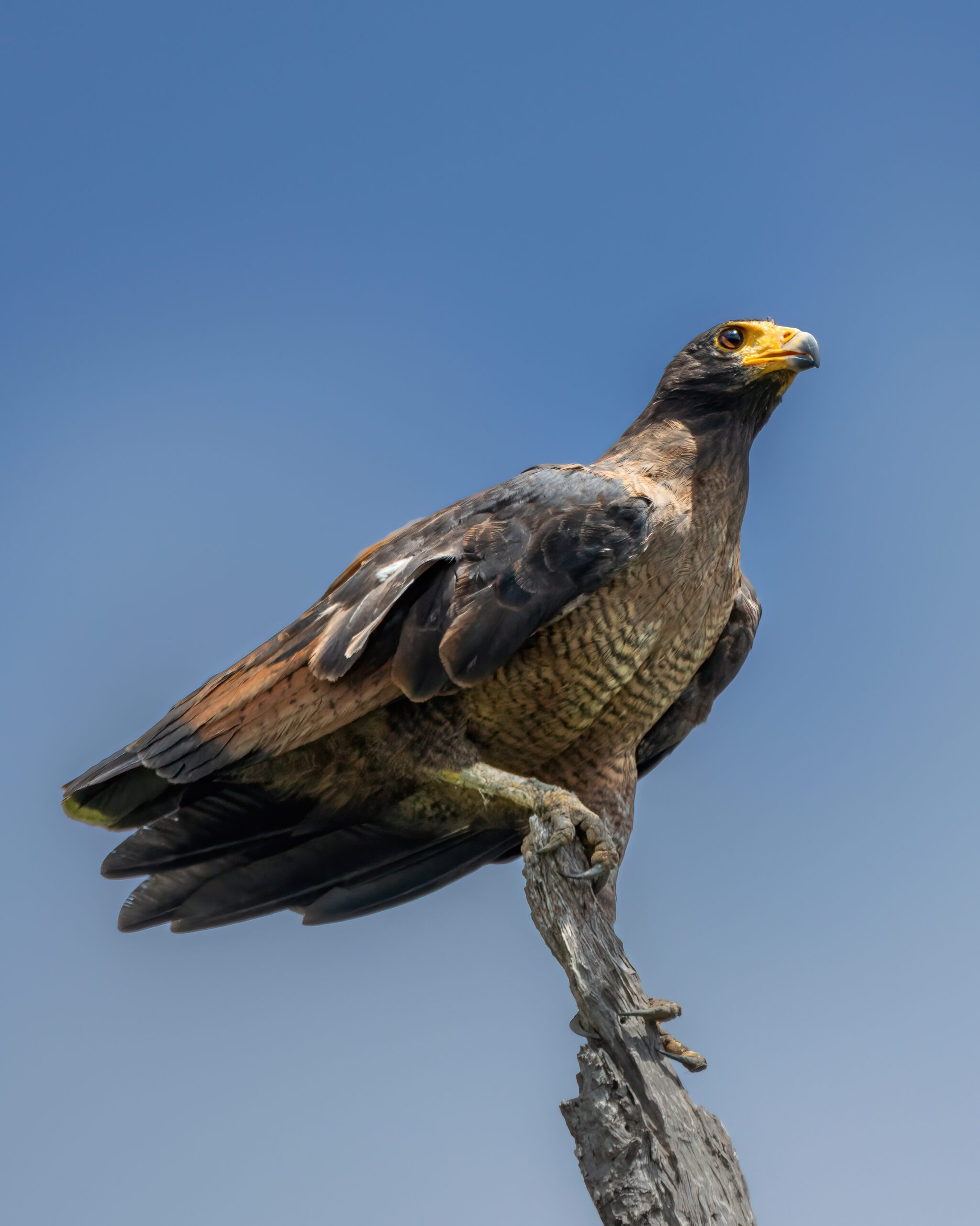 Gavião-caranguejeiro | Rufous Crab Hawk