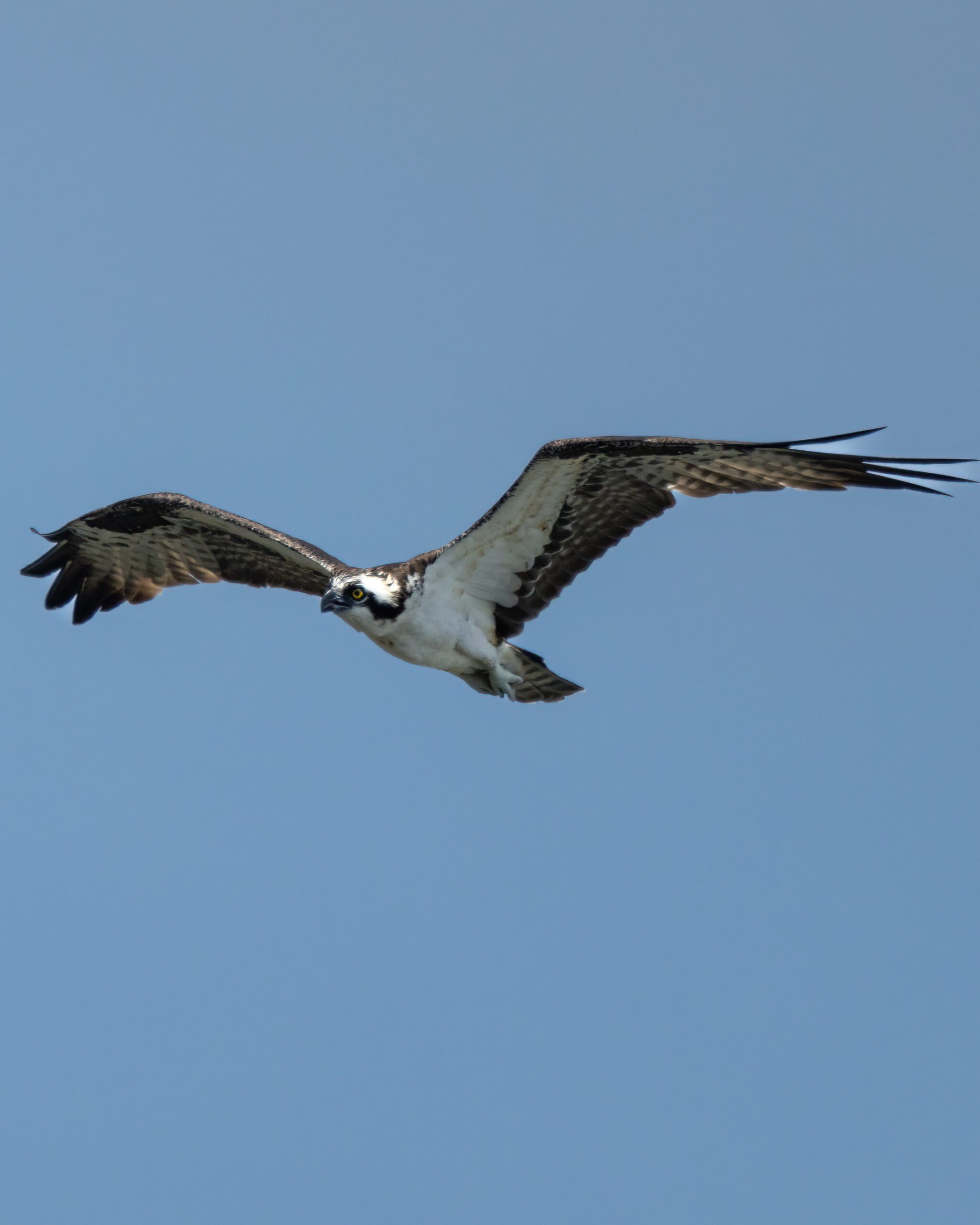 Águia-pescadora | Osprey