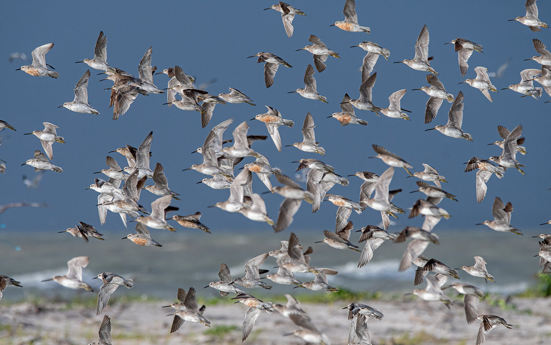 Maçarico-de-papo-vermelho | Red Knot