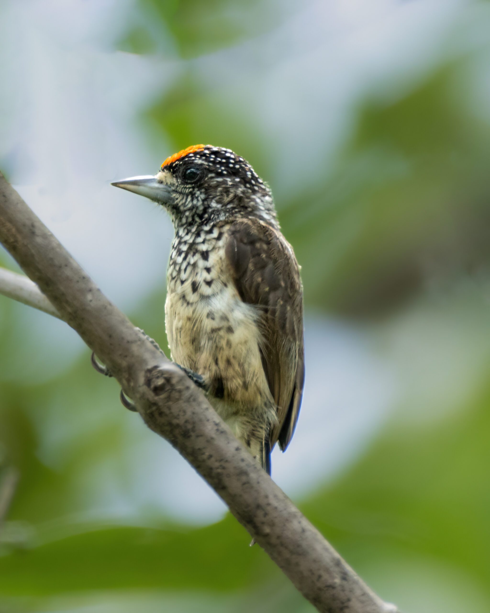 Picapauzinho-de-pescoço-branco | White-bellied Piculet