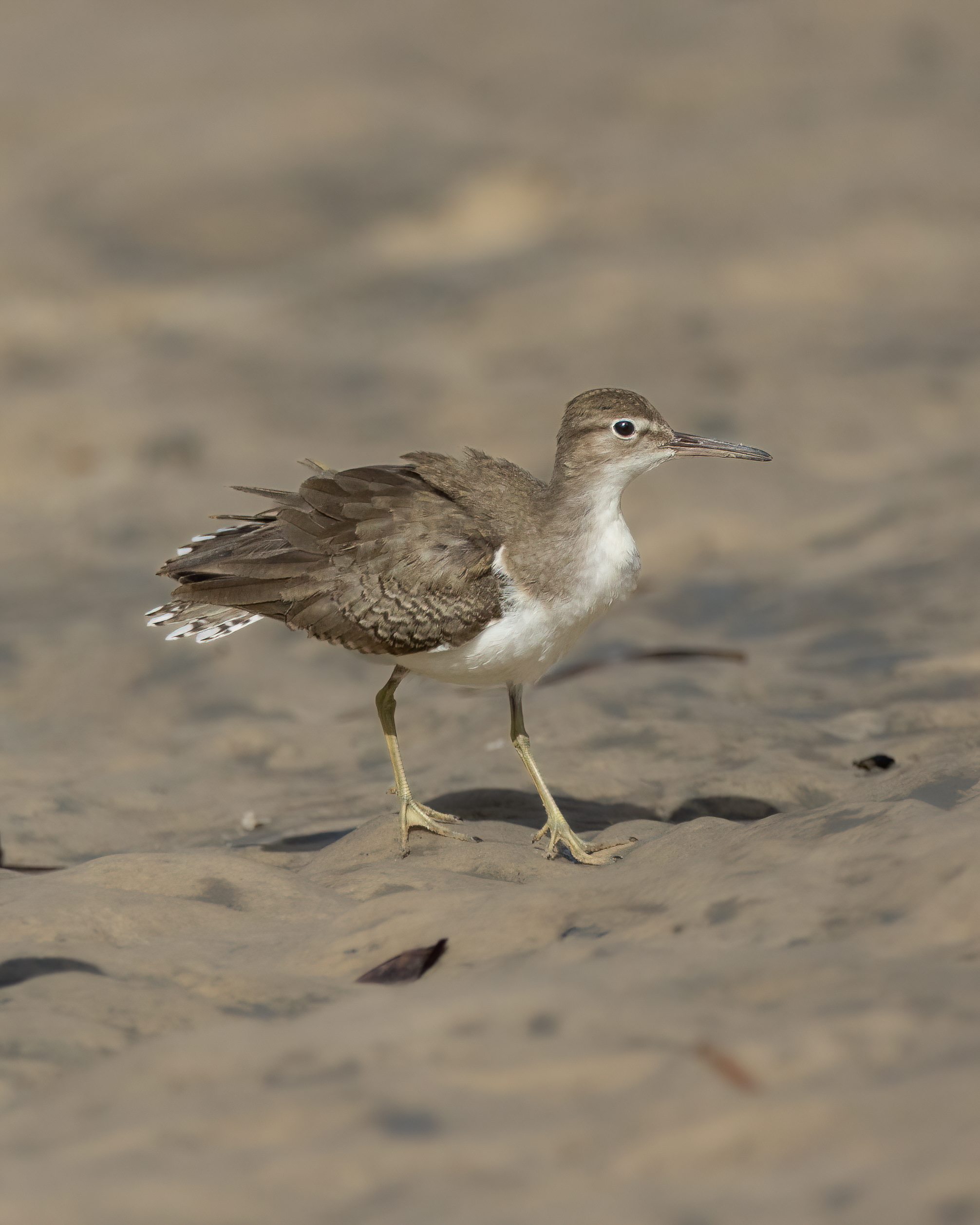 Maçarico-pintado | Spotted Sandpiper