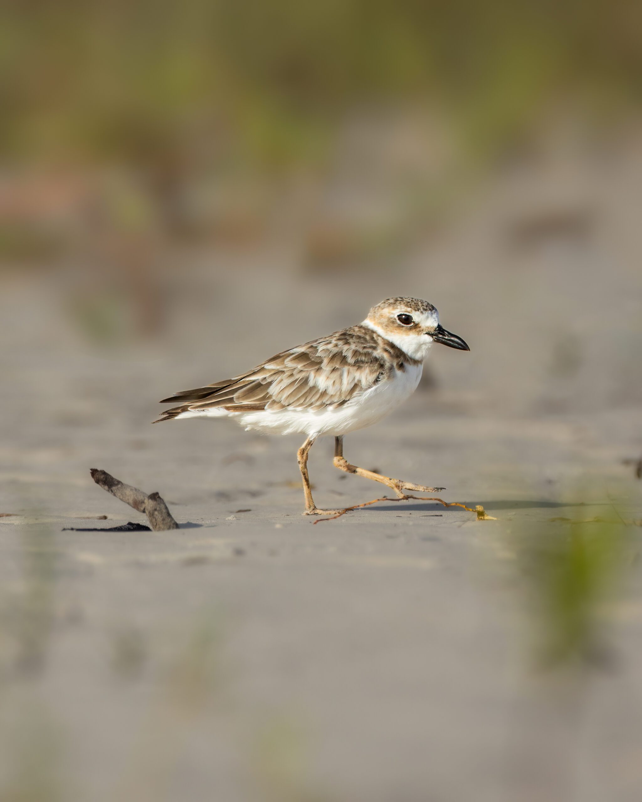 Batuíra-bicuda | Wilson's Plover