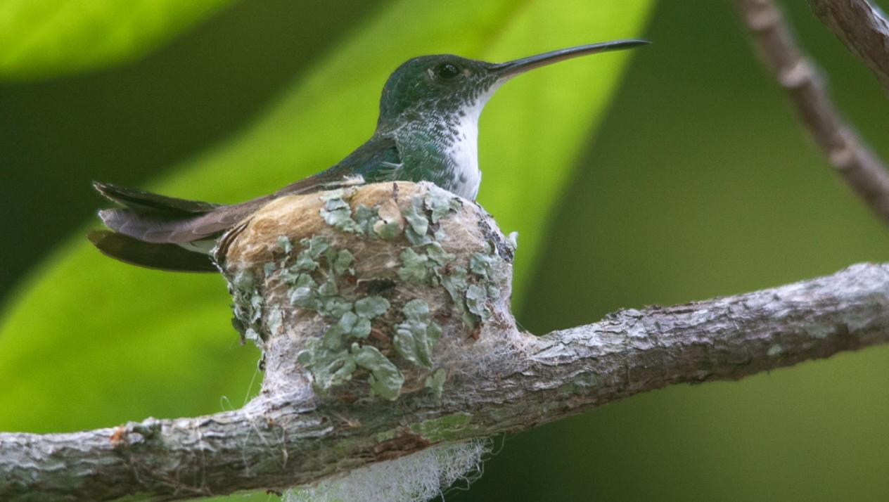 Aves da Amazônia: semeando esperança em tempos de mudança climática