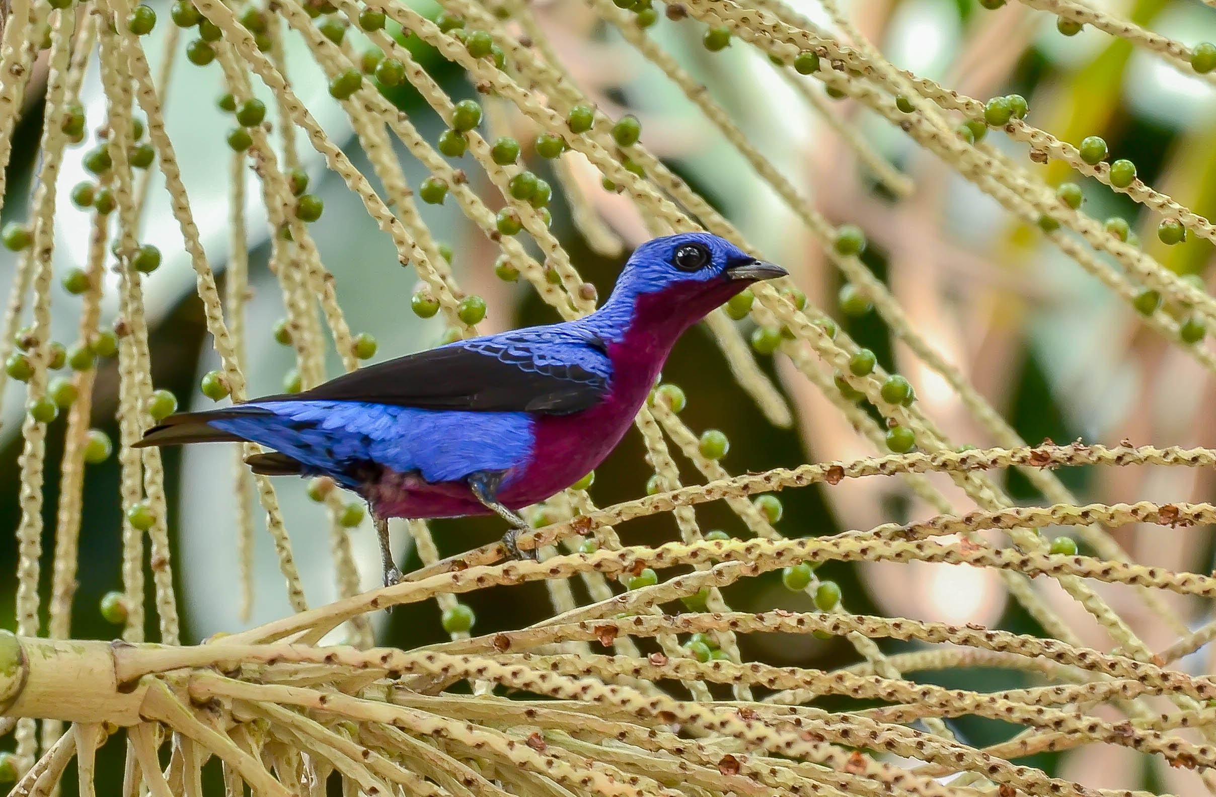 Anambé de Peito Roxo (M) – Out 2020 (1)